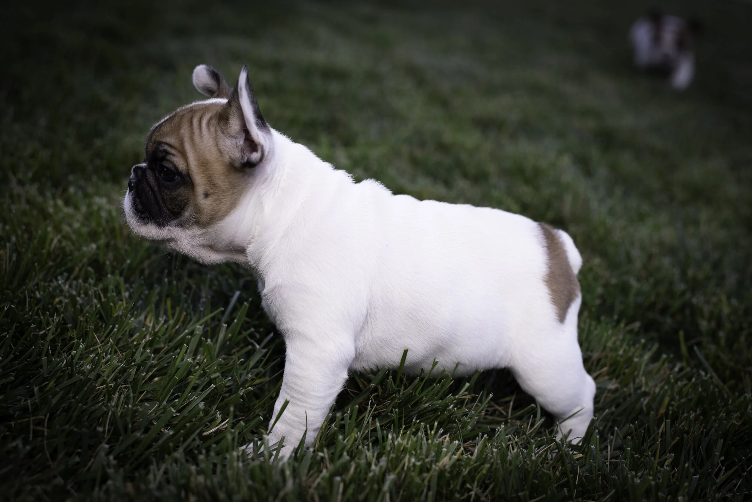 frenchie feb 5 2020 web-11.jpg