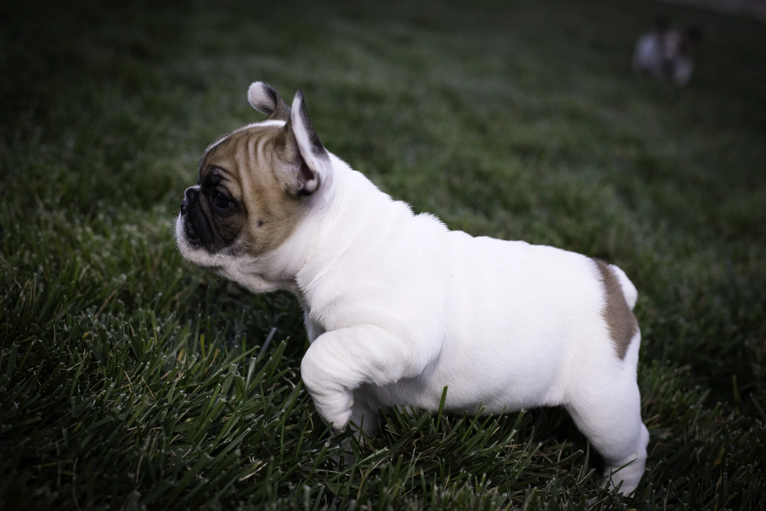 frenchie feb 5 2020 web-10.jpg