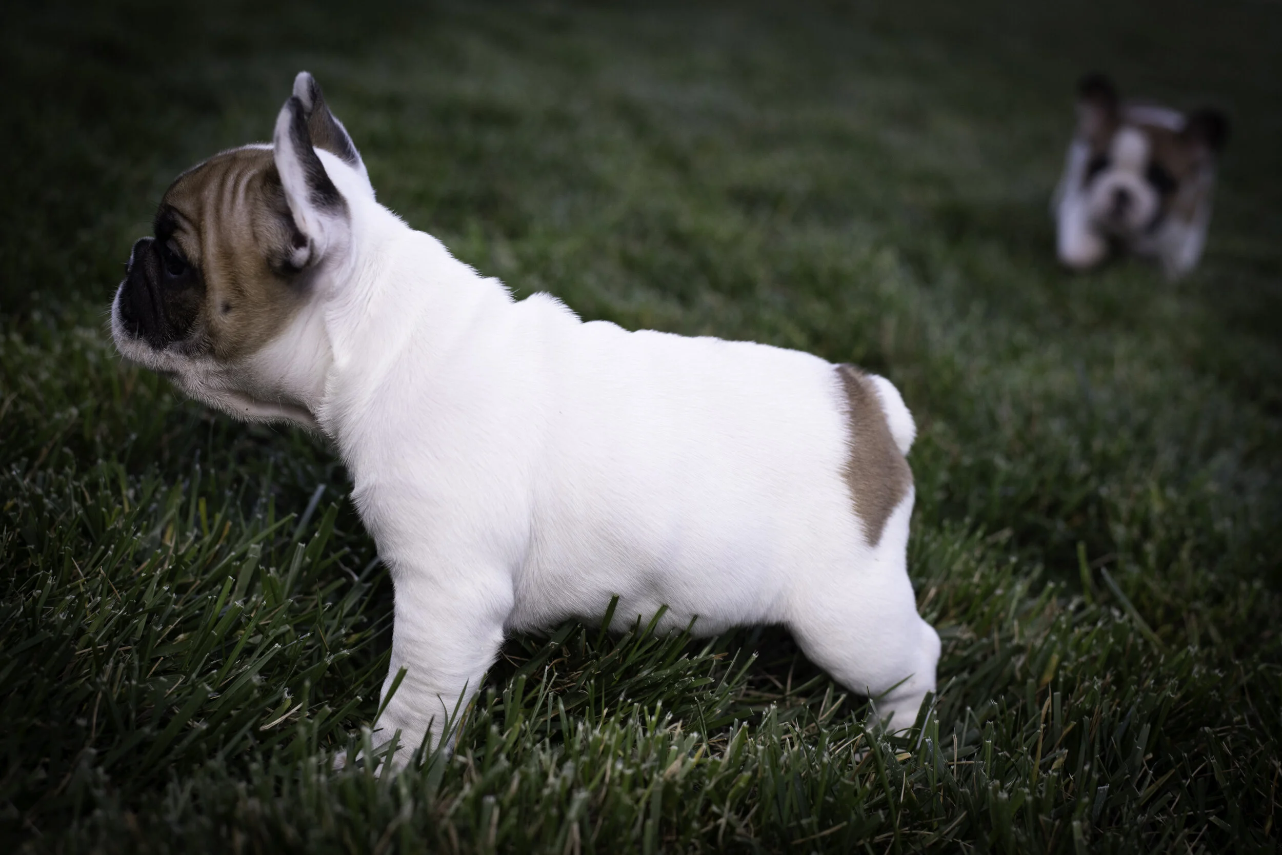 frenchie feb 5 2020 web-13.jpg