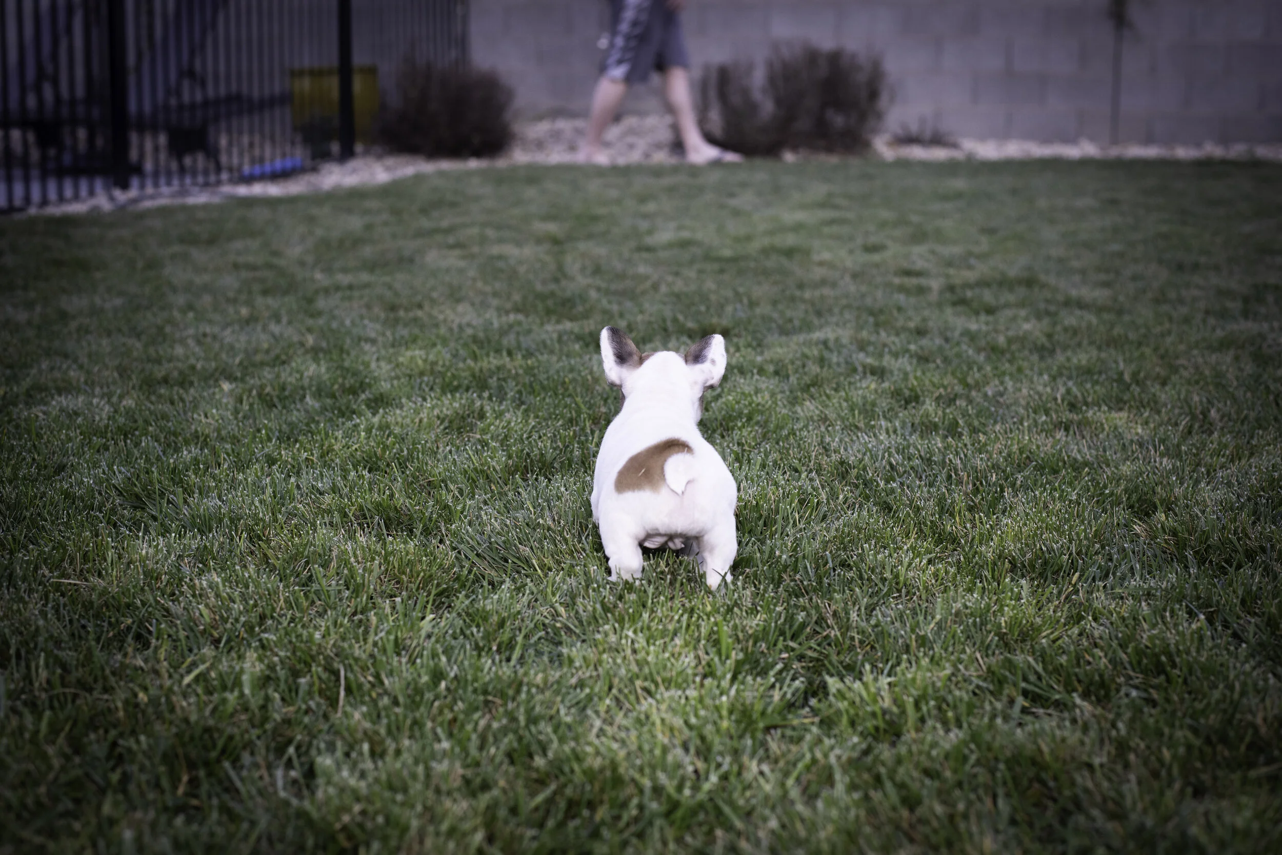 frenchie feb 5 2020 web-16.jpg