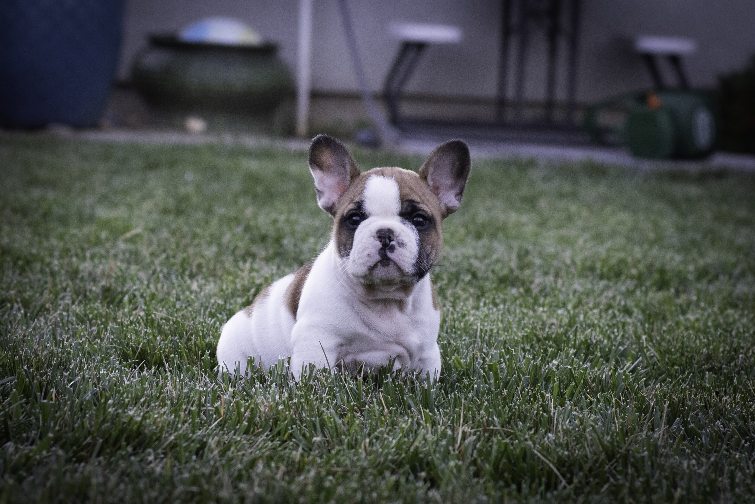 frenchie feb 5 2020 web-19.jpg