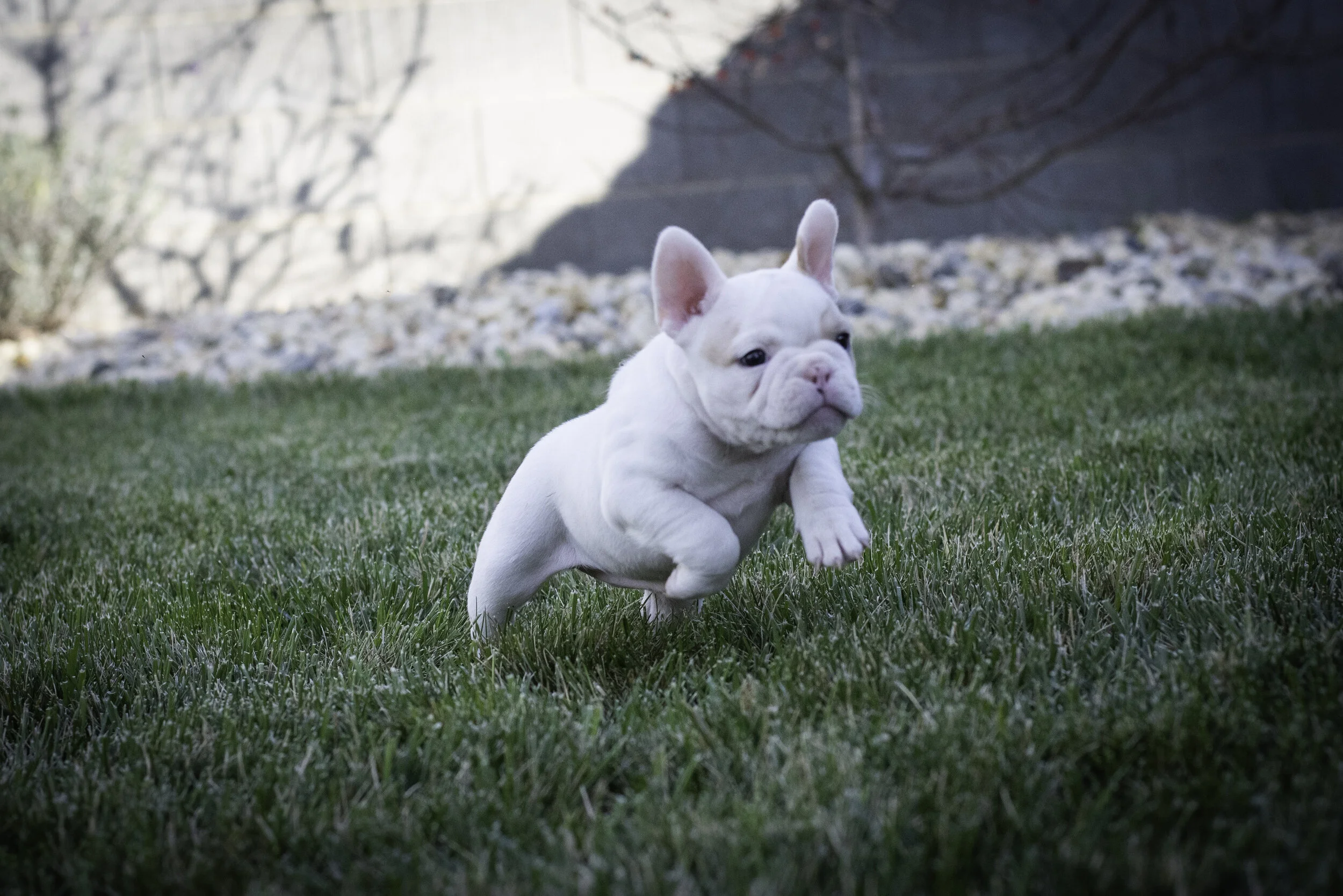 frenchie feb 5 2020 web-21.jpg