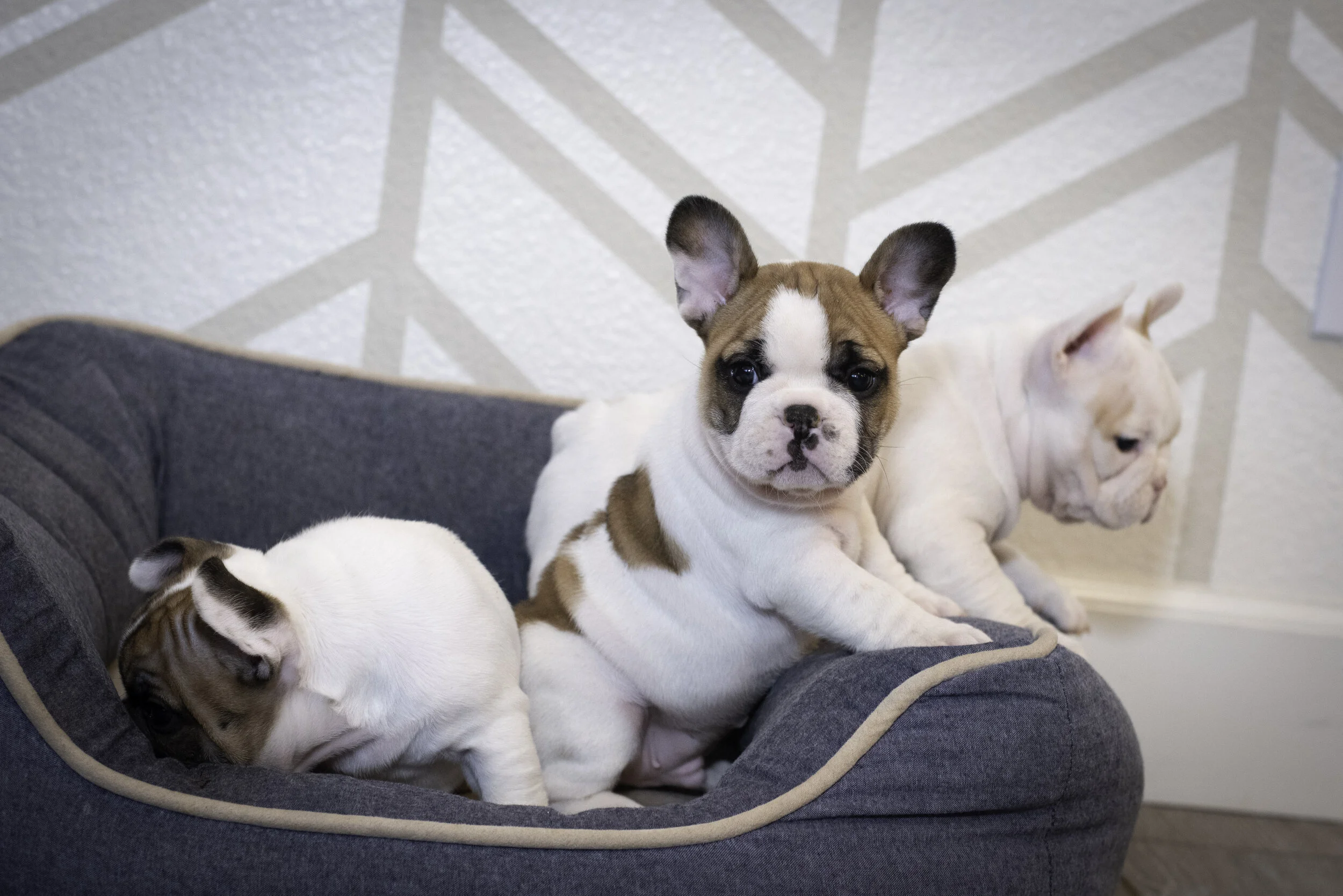 frenchie feb 5 2020 web-20.jpg