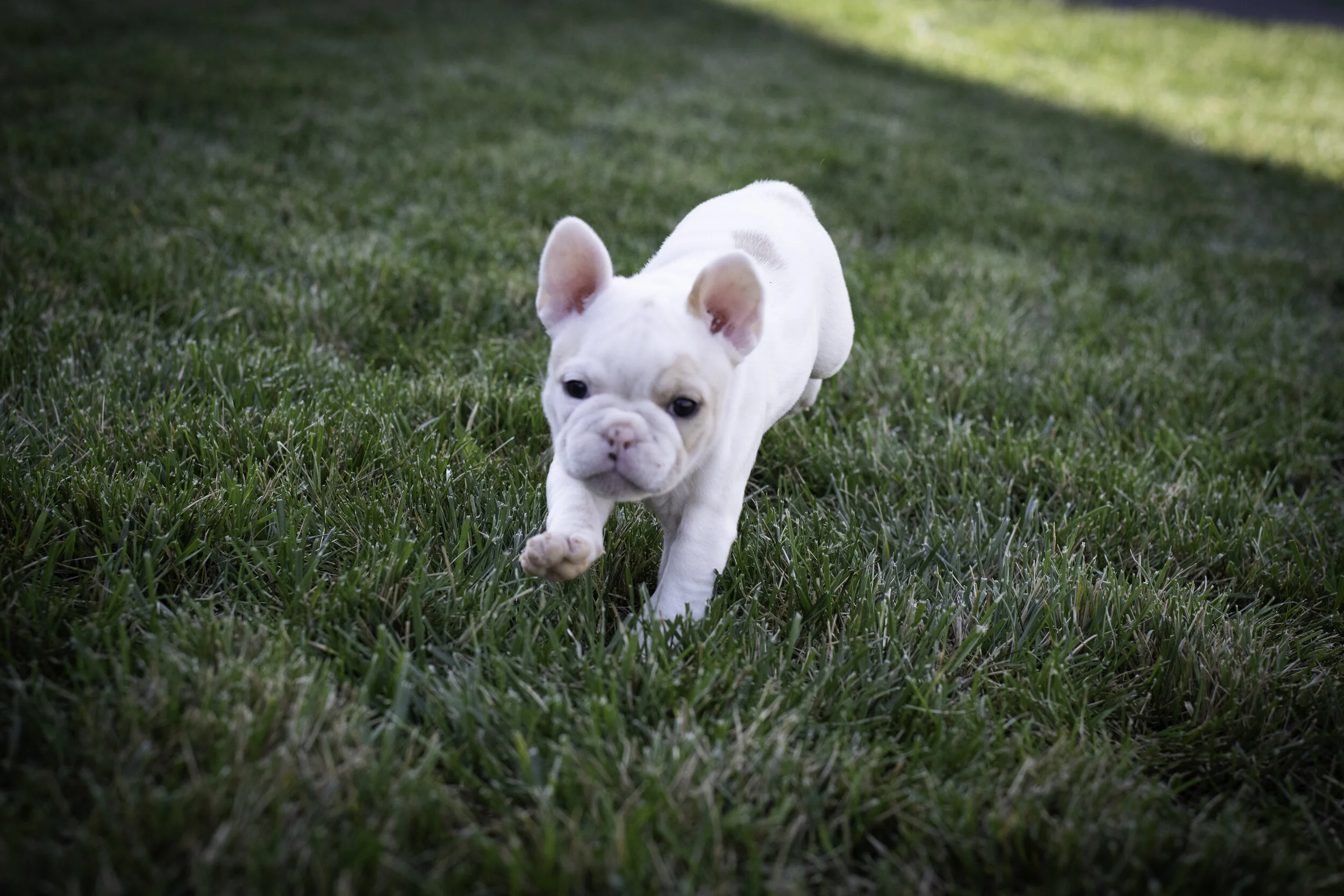 frenchie feb 5 2020 web-23.jpg