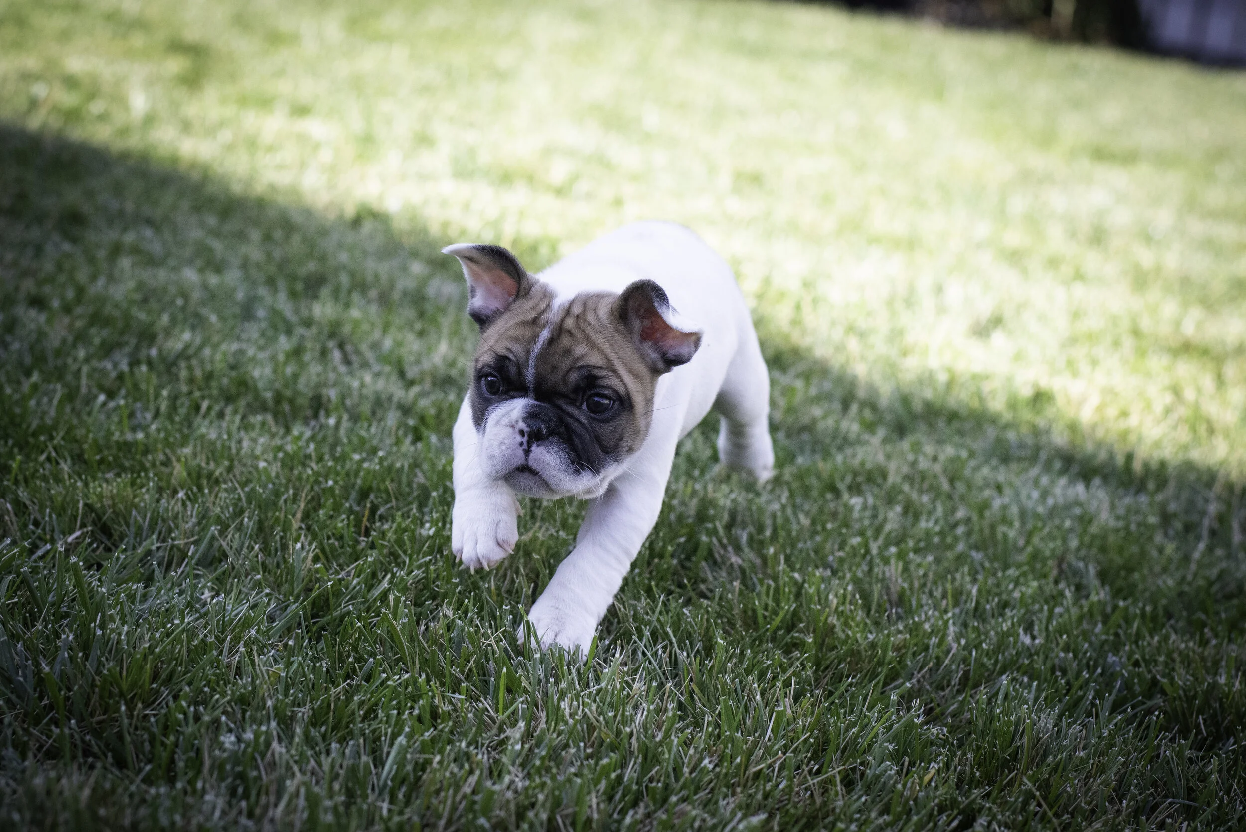 frenchie feb 5 2020 web-24.jpg