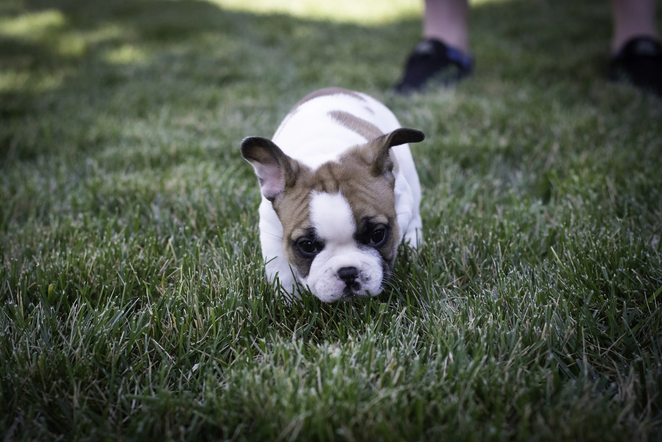 frenchie feb 5 2020 web-25.jpg