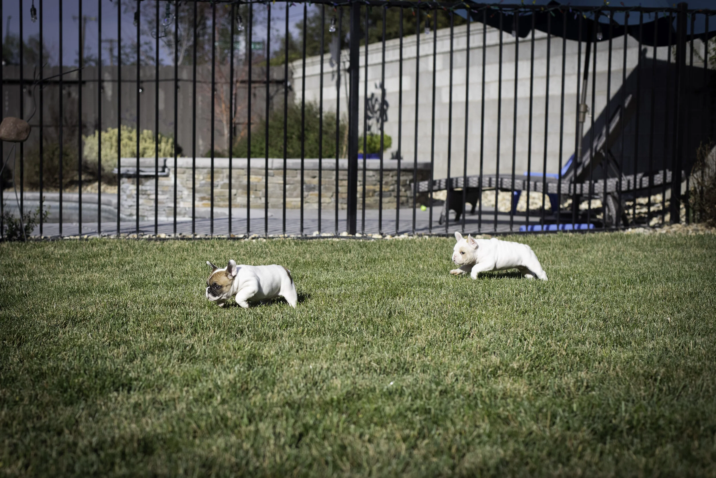 frenchie feb 5 2020 web-26.jpg