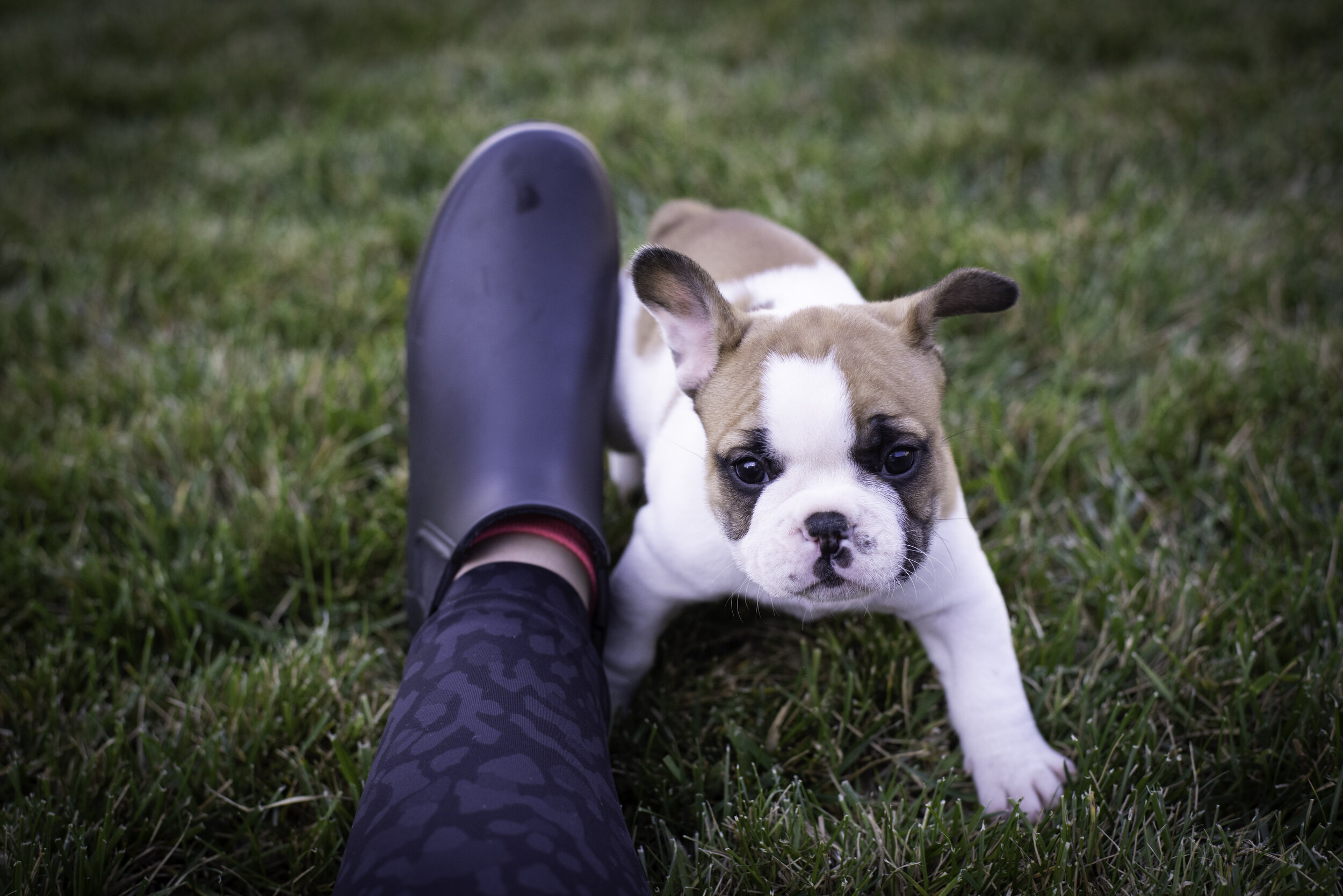 frenchie feb 5 2020 web-28.jpg