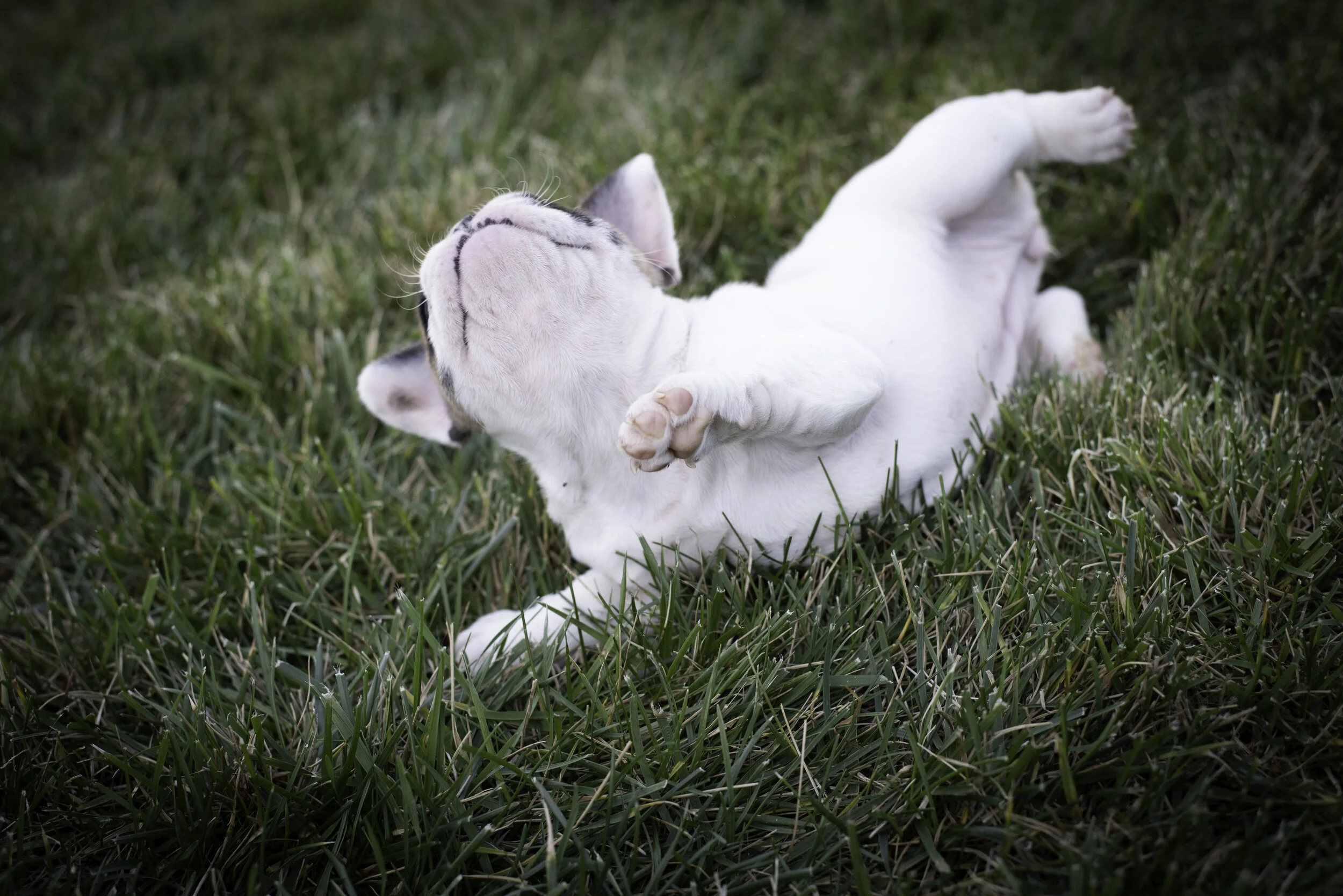 frenchie feb 5 2020 web-30.jpg