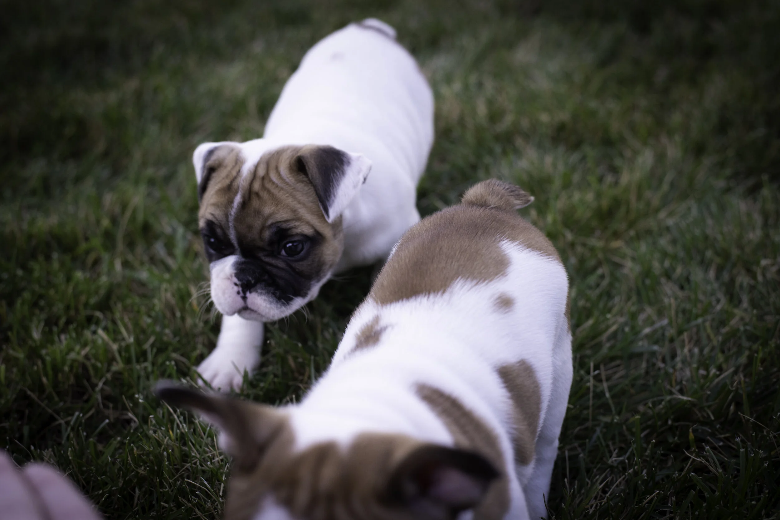 frenchie feb 5 2020 web-29.jpg