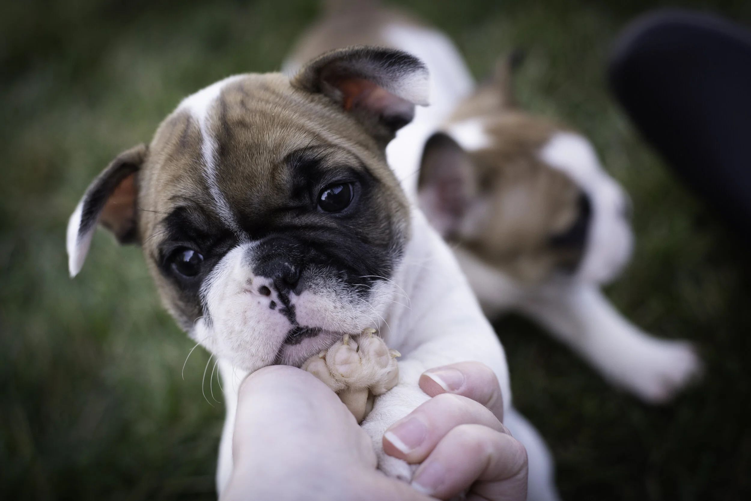 frenchie feb 5 2020 web-32.jpg