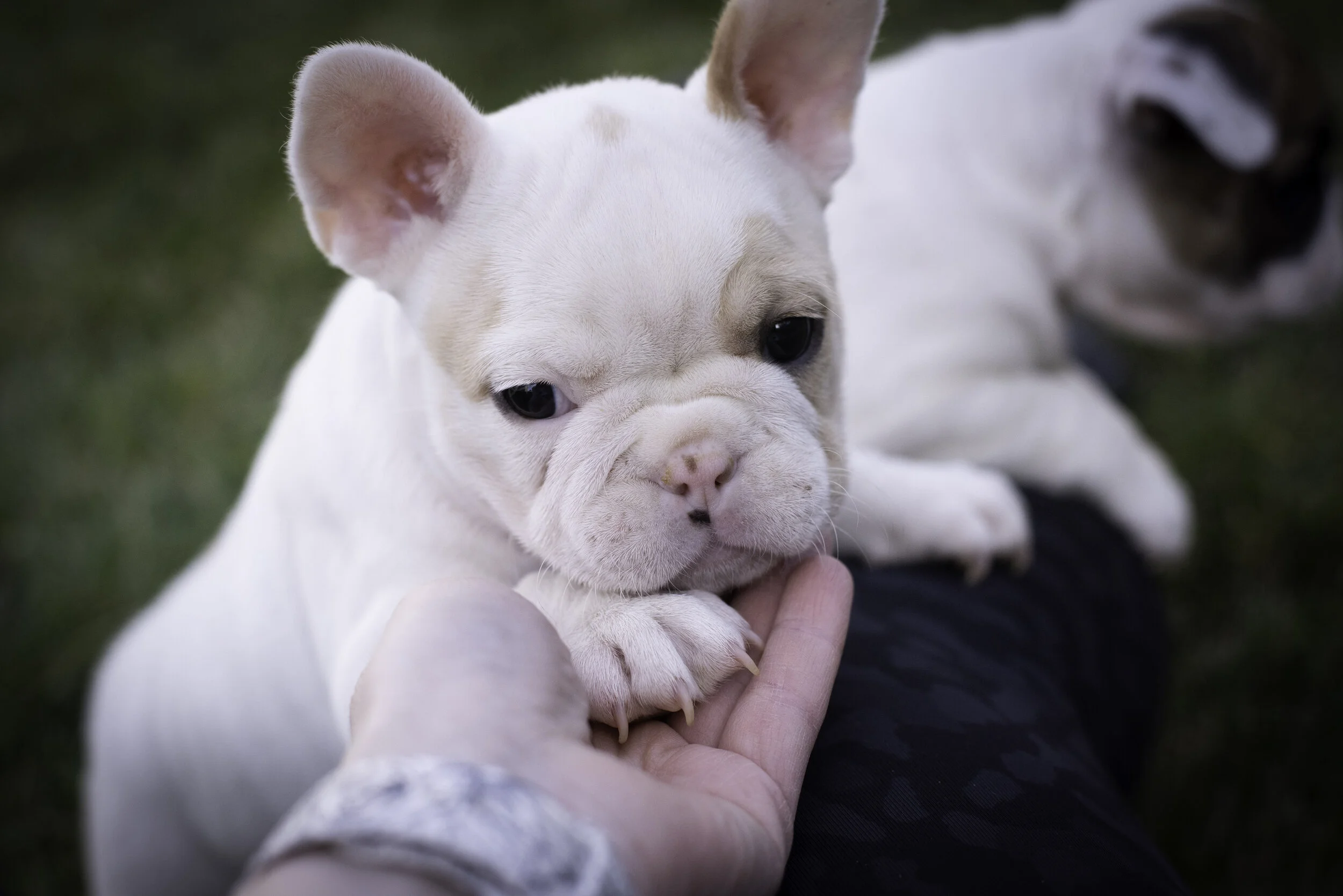 frenchie feb 5 2020 web-33.jpg