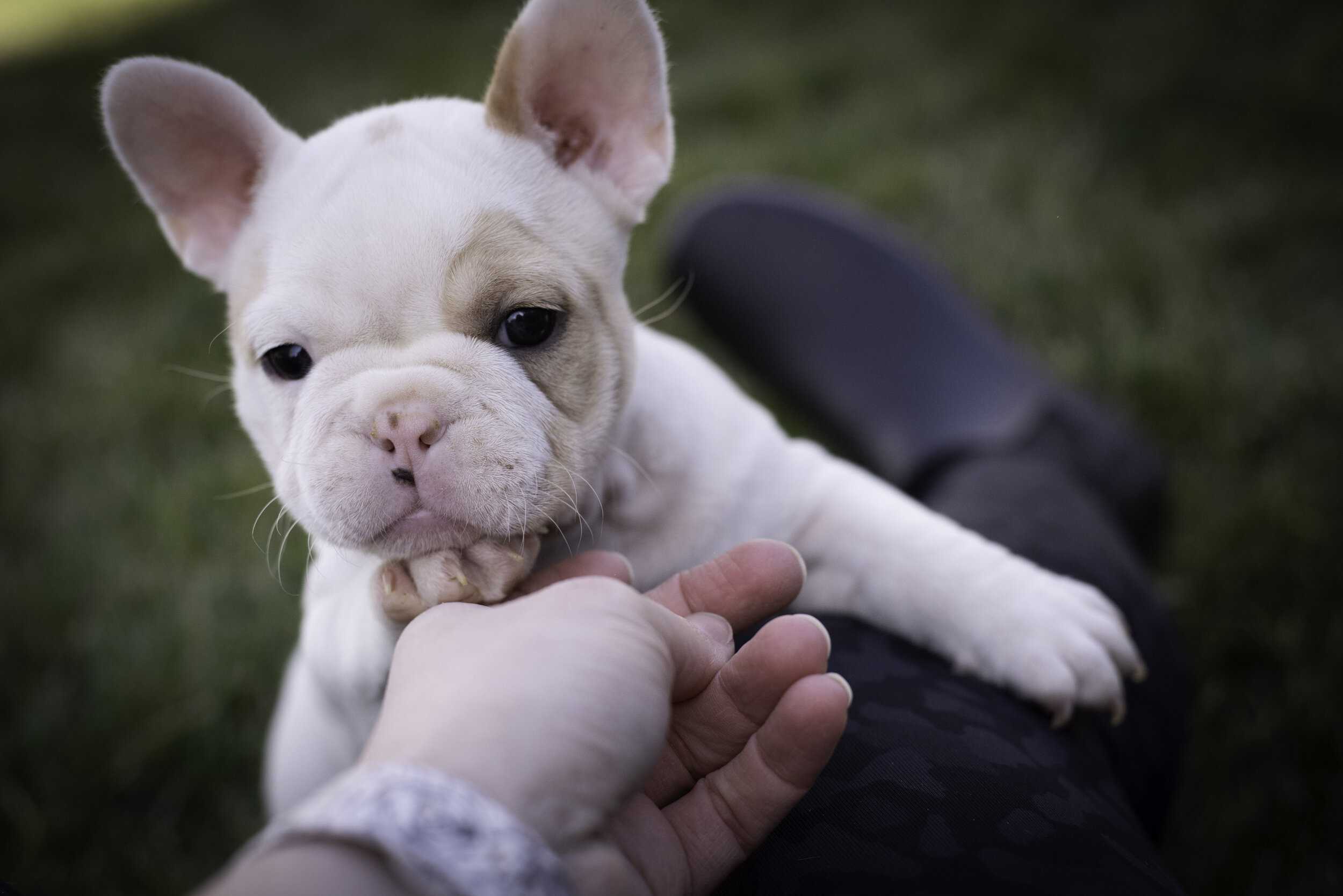 frenchie feb 5 2020 web-34.jpg