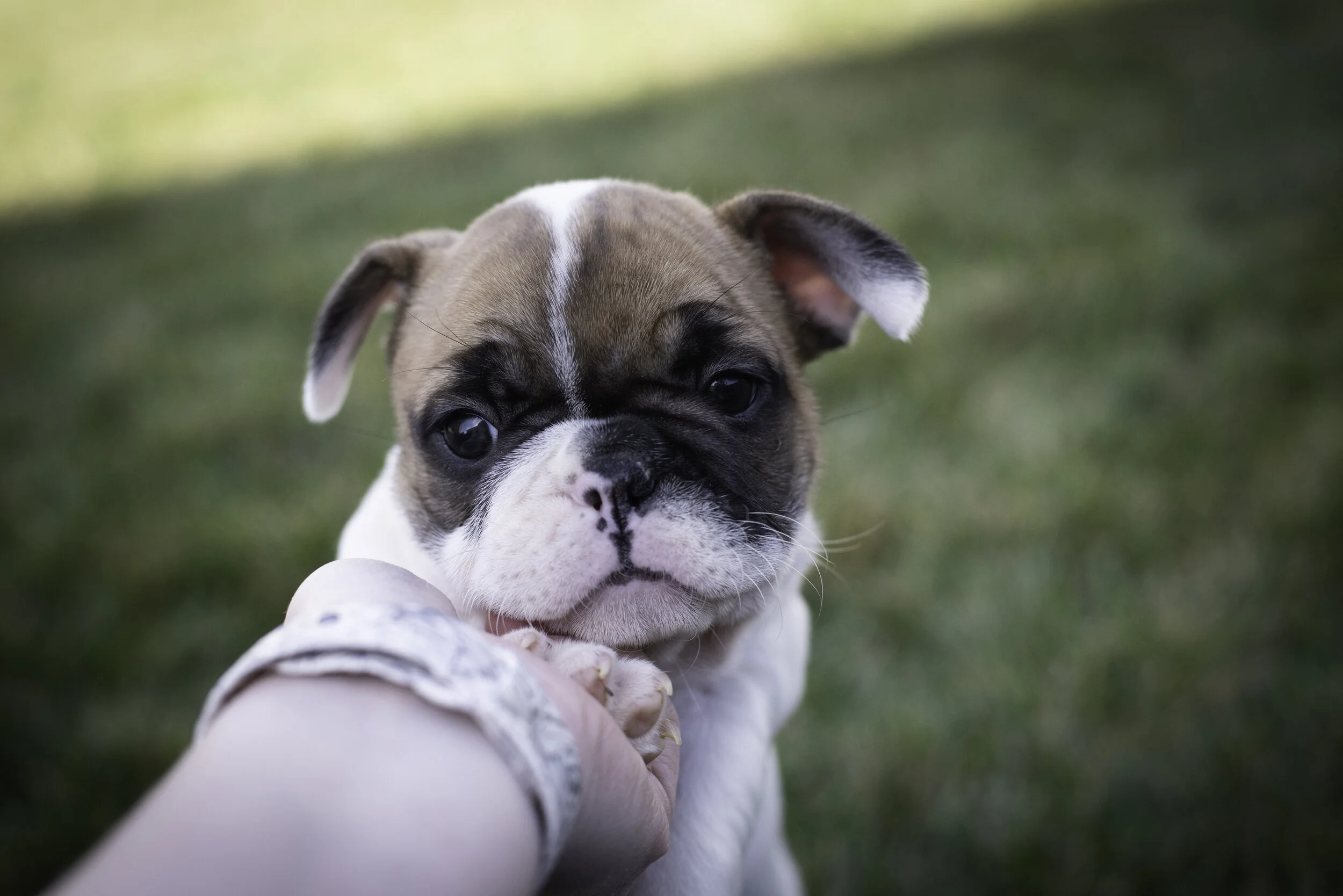 frenchie feb 5 2020 web-36.jpg