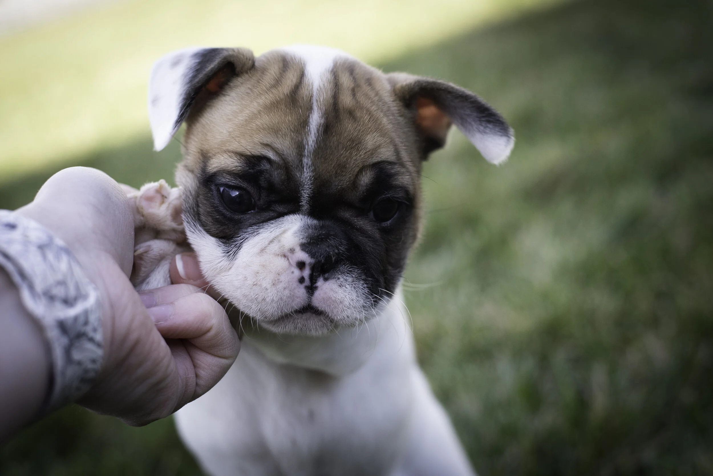 frenchie feb 5 2020 web-37.jpg