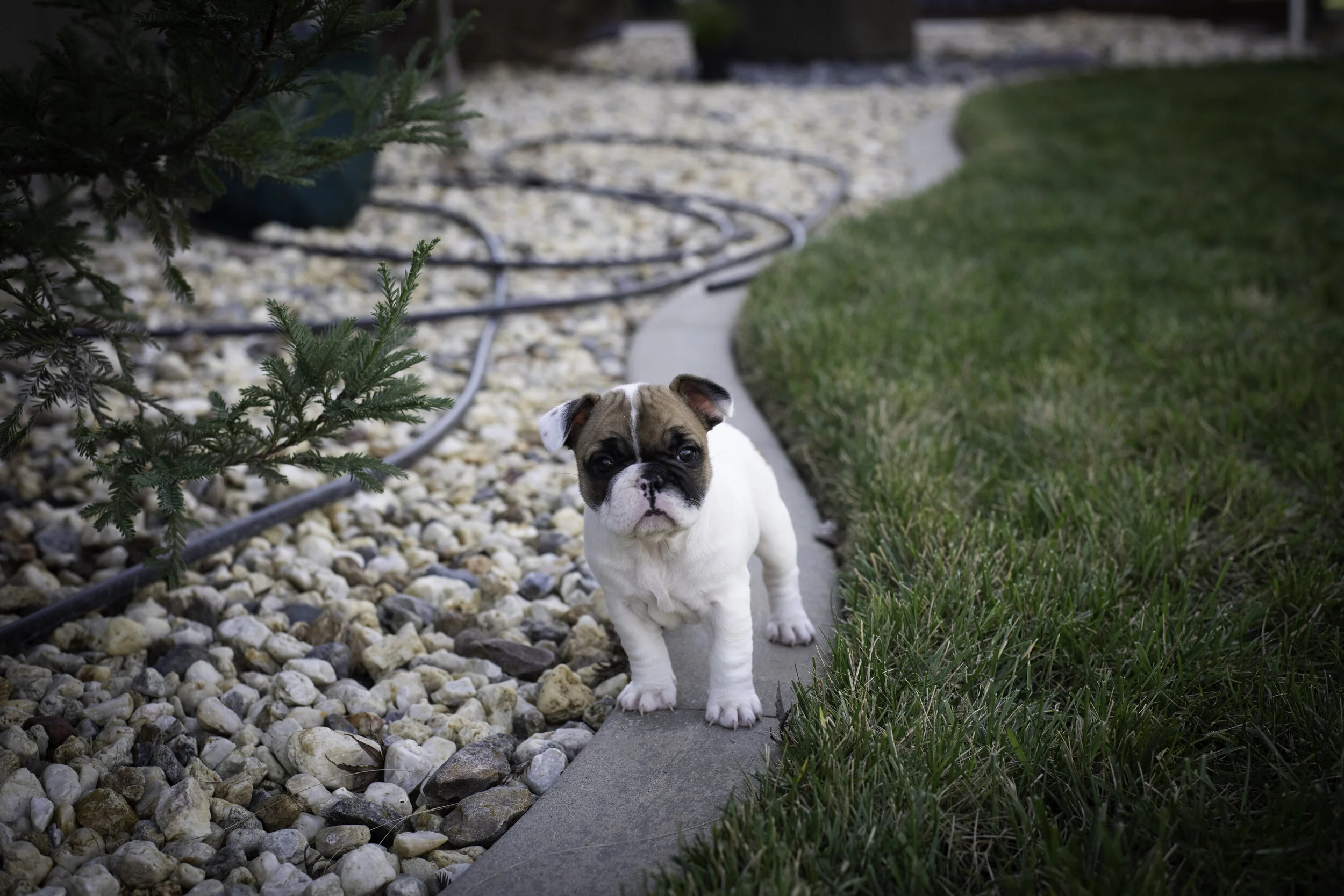 frenchie feb 5 2020 web-39.jpg