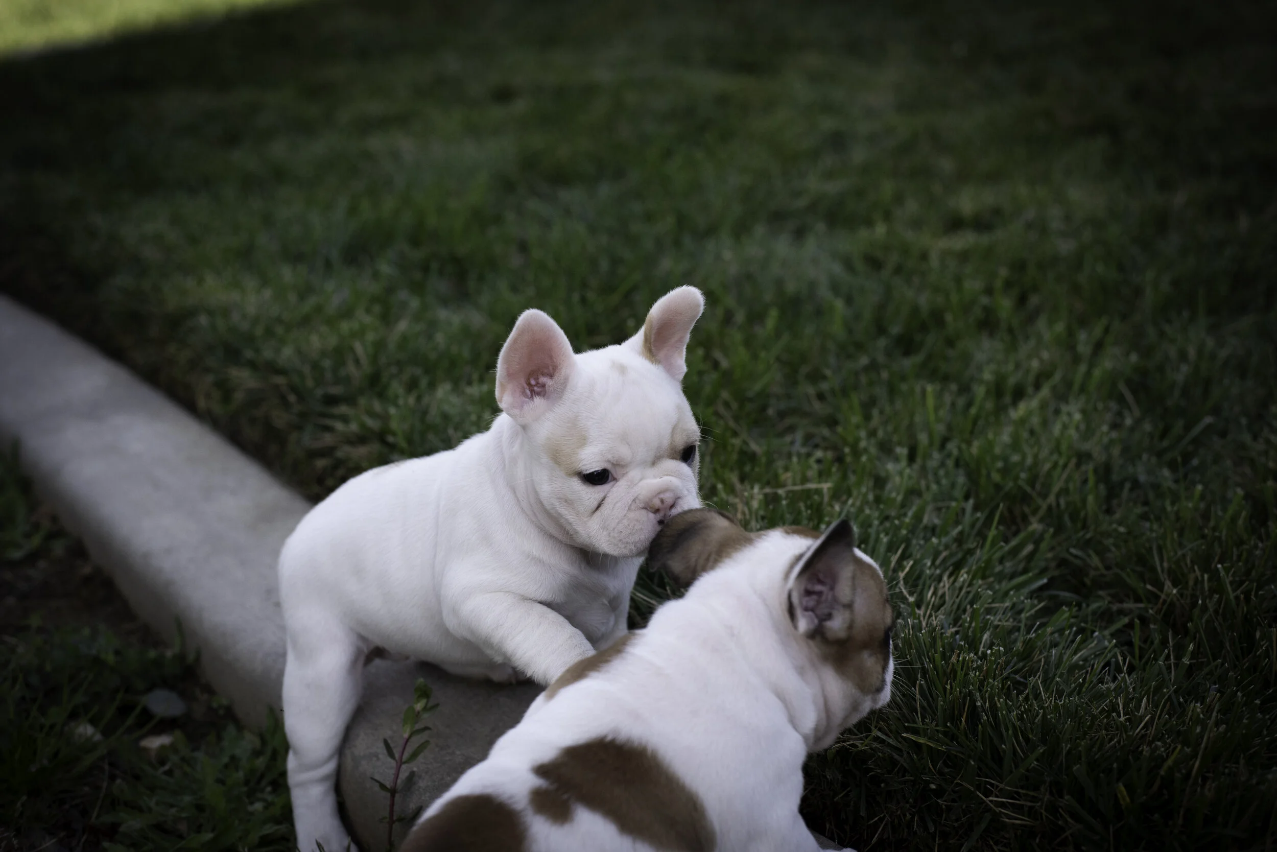 frenchie feb 5 2020 web-40.jpg