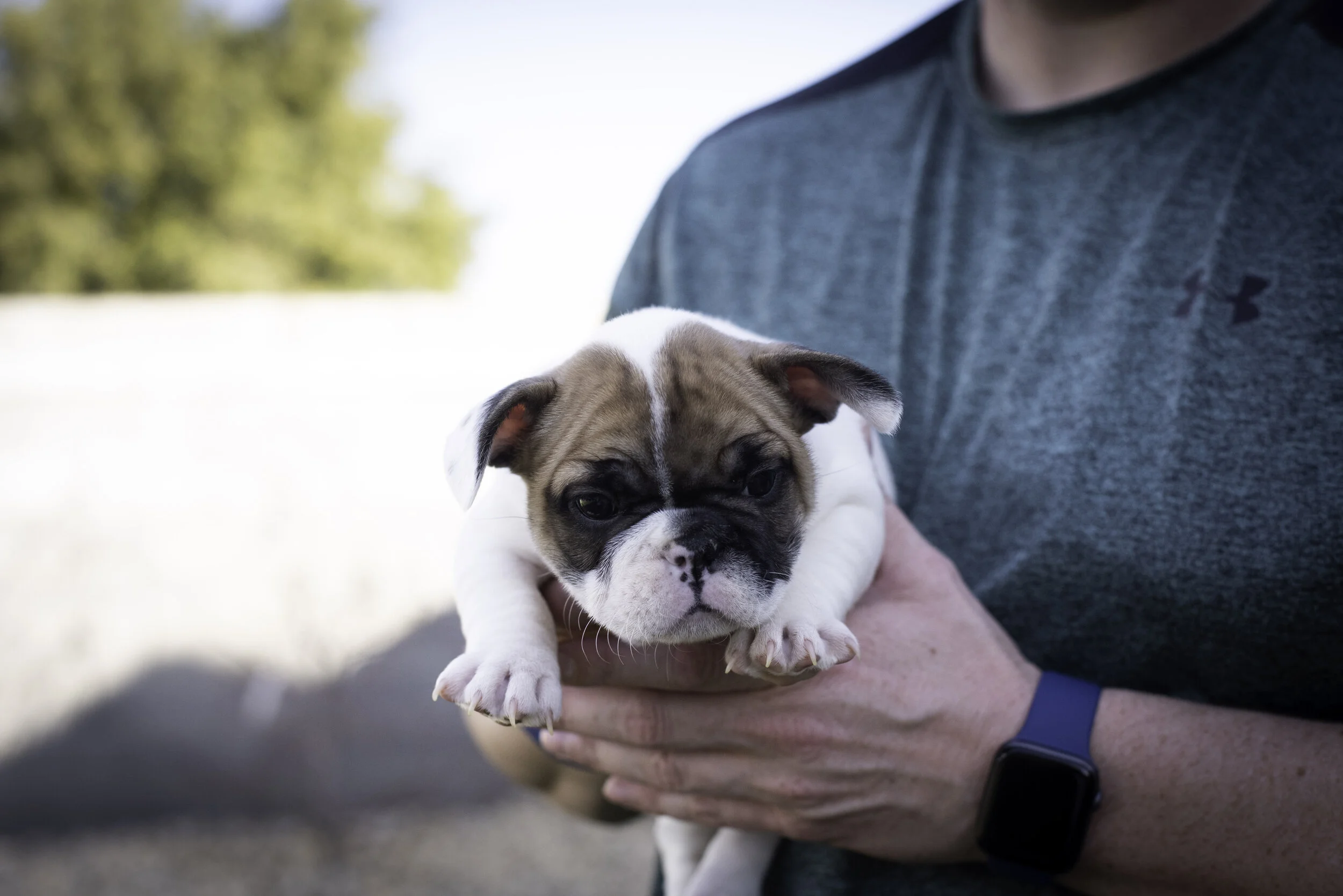 frenchie feb 5 2020 web-42.jpg