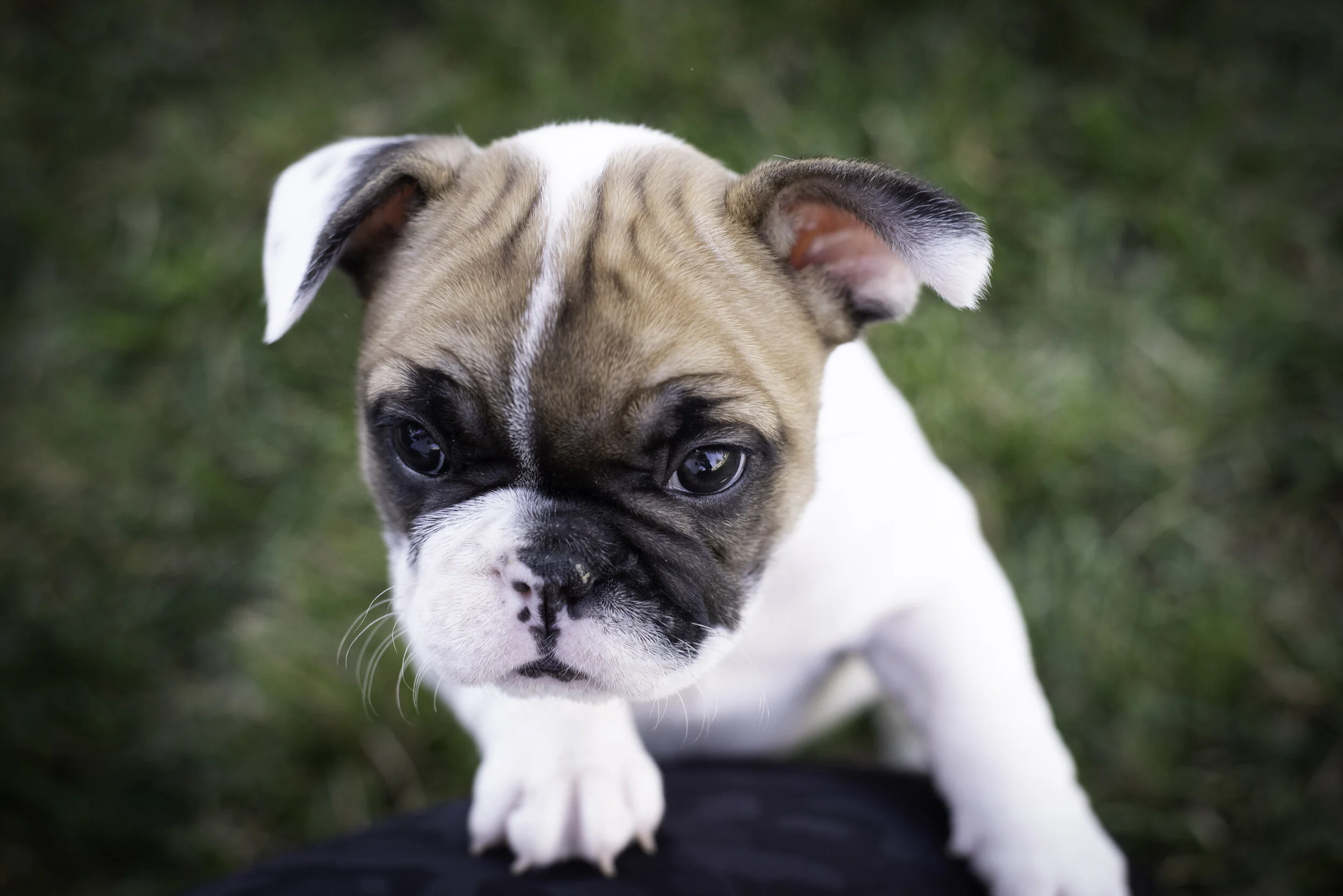 frenchie feb 5 2020 web-44.jpg