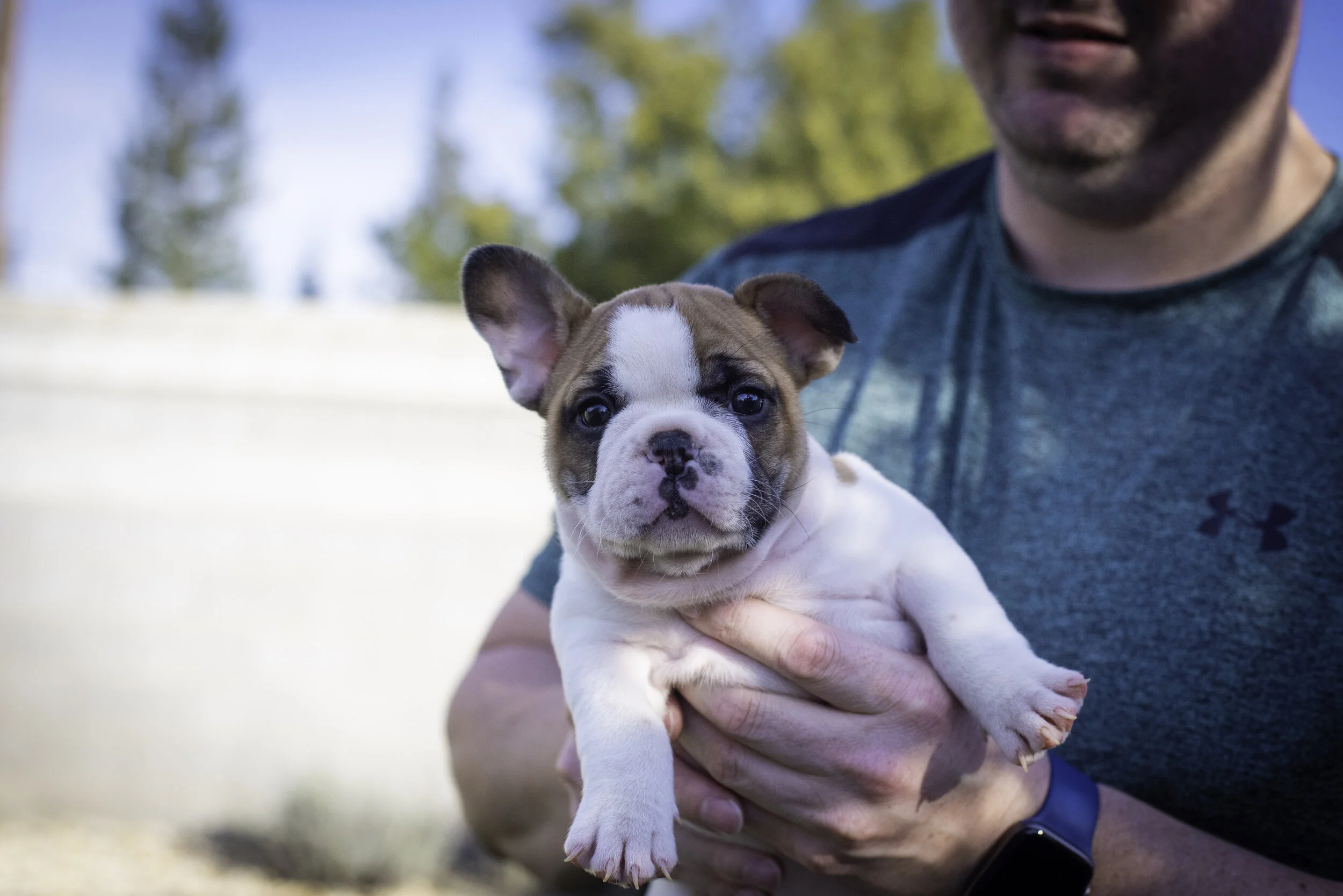 frenchie feb 5 2020 web-45.jpg