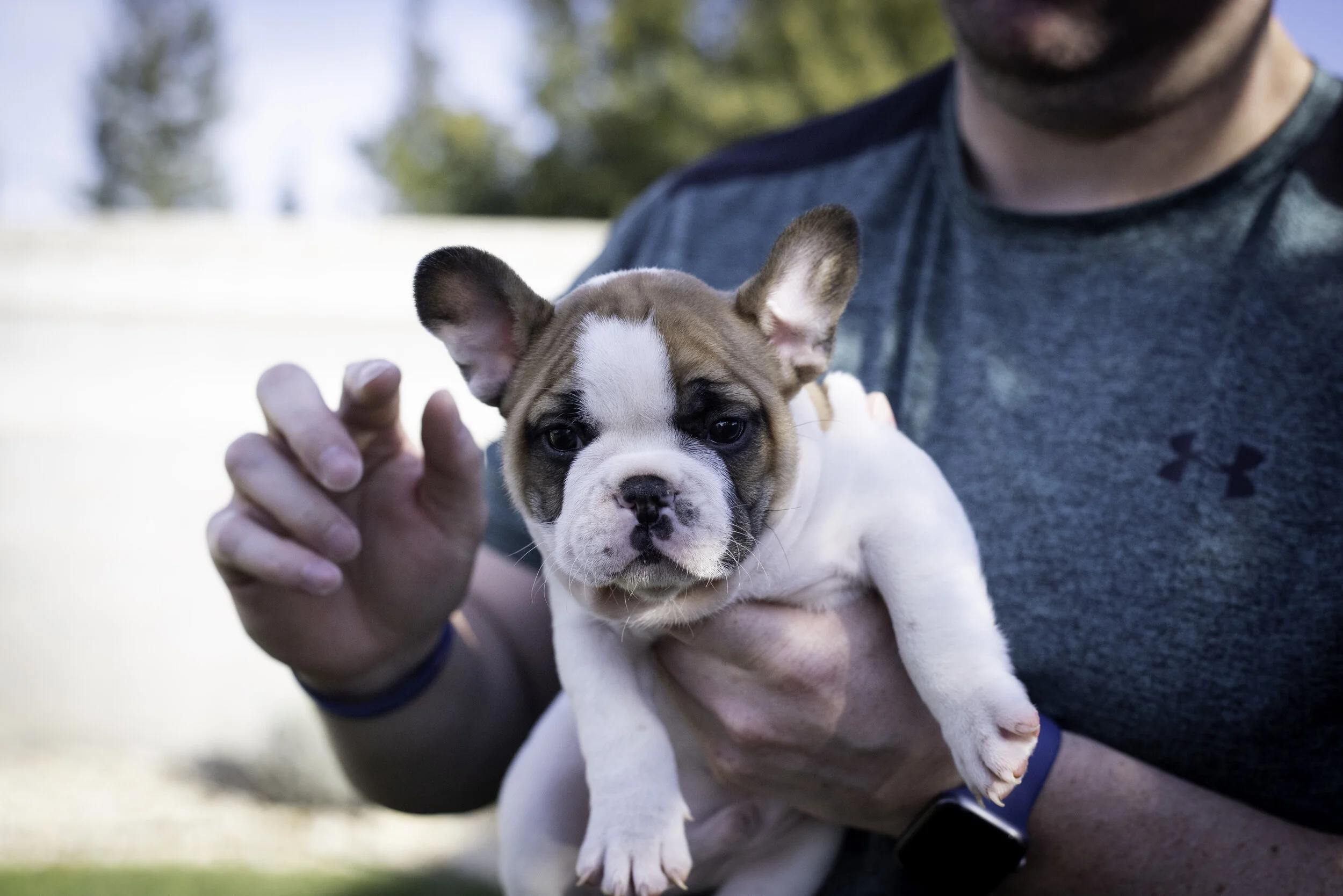 frenchie feb 5 2020 web-46.jpg