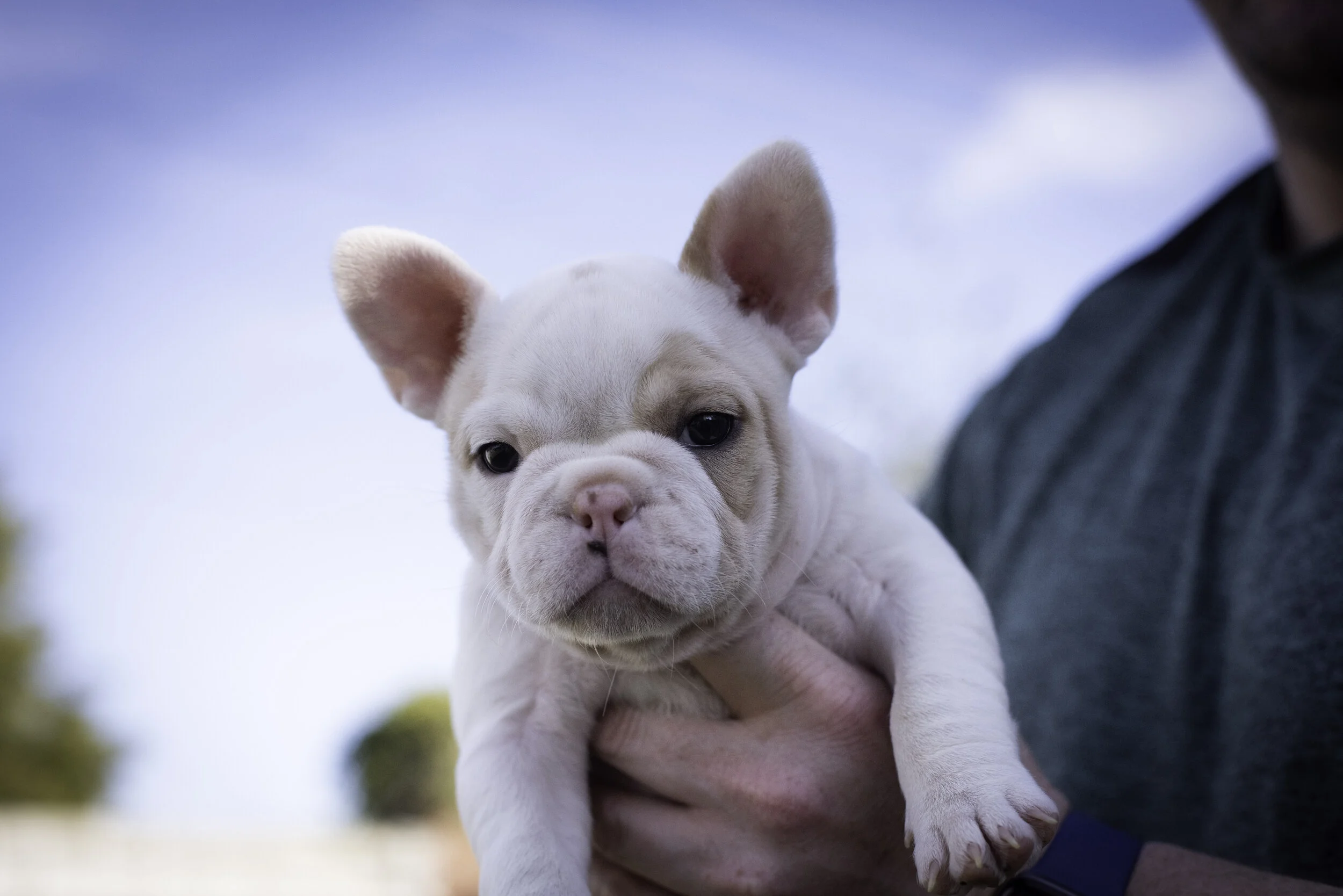 frenchie feb 5 2020 web-47.jpg