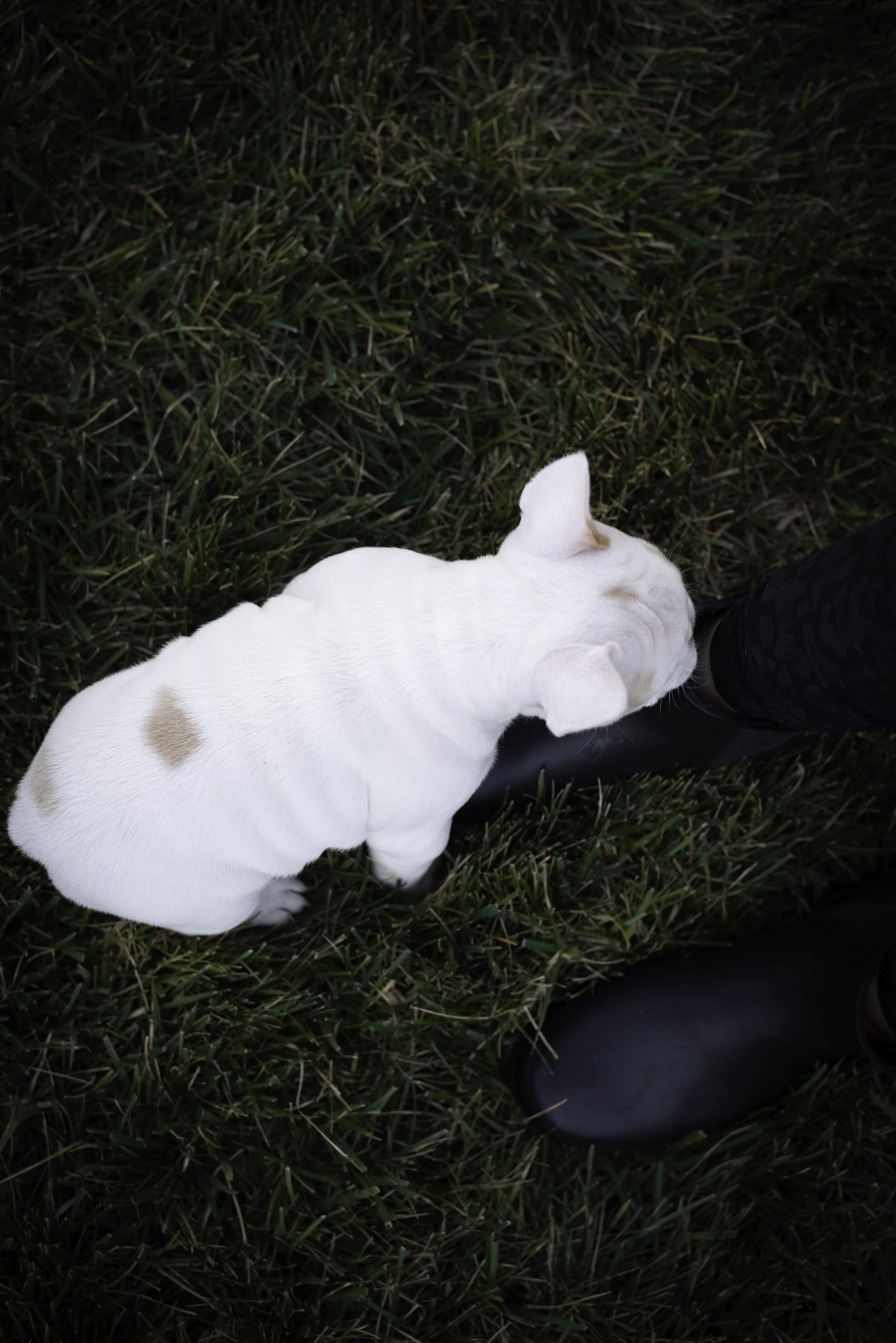 frenchie feb 5 2020 web-49.jpg