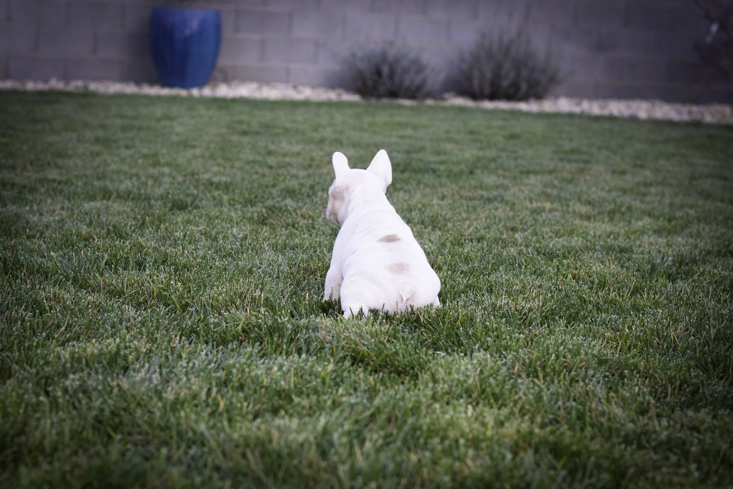 frenchie feb 5 2020 web.jpg