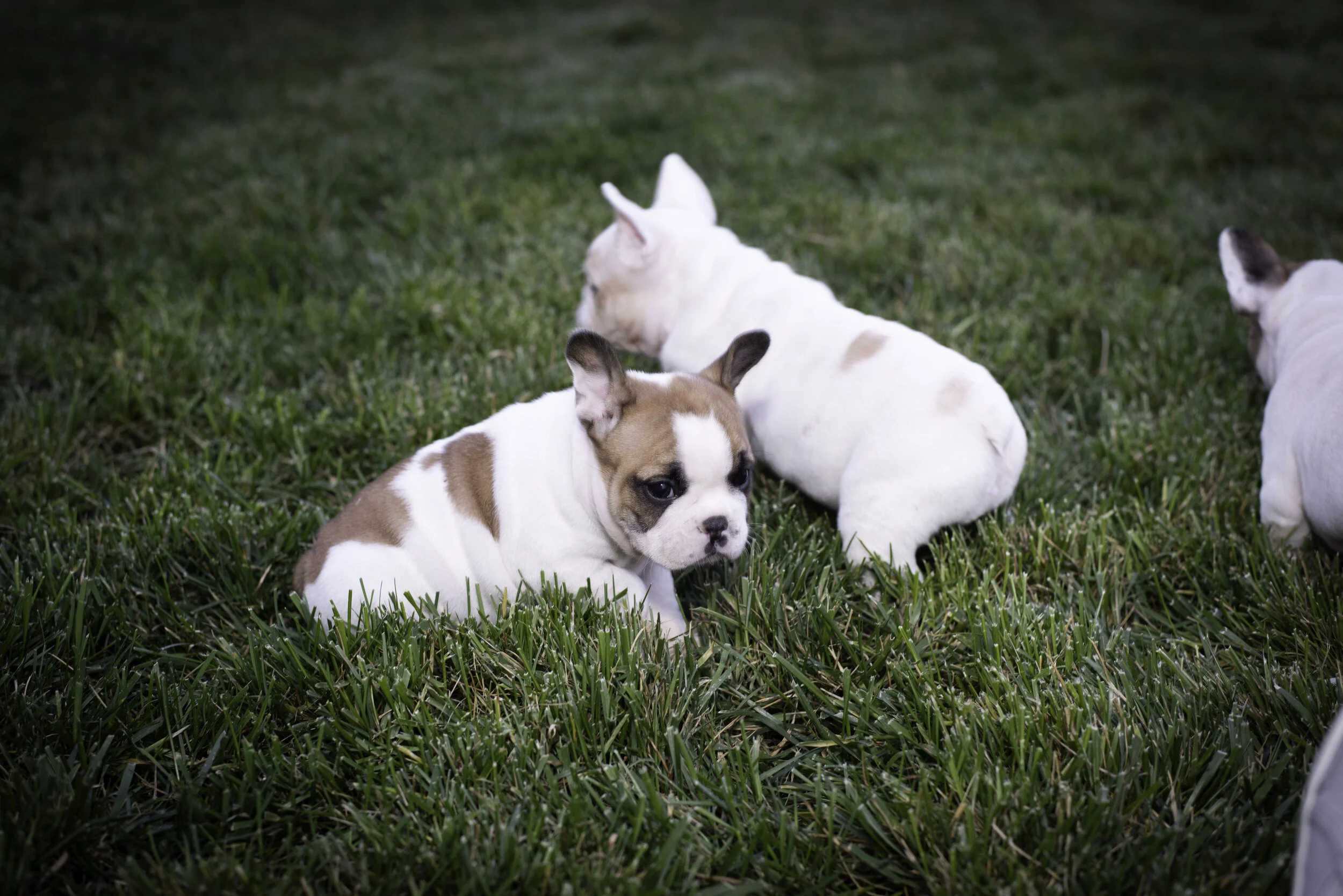 frenchie feb 5 2020 web-15.jpg