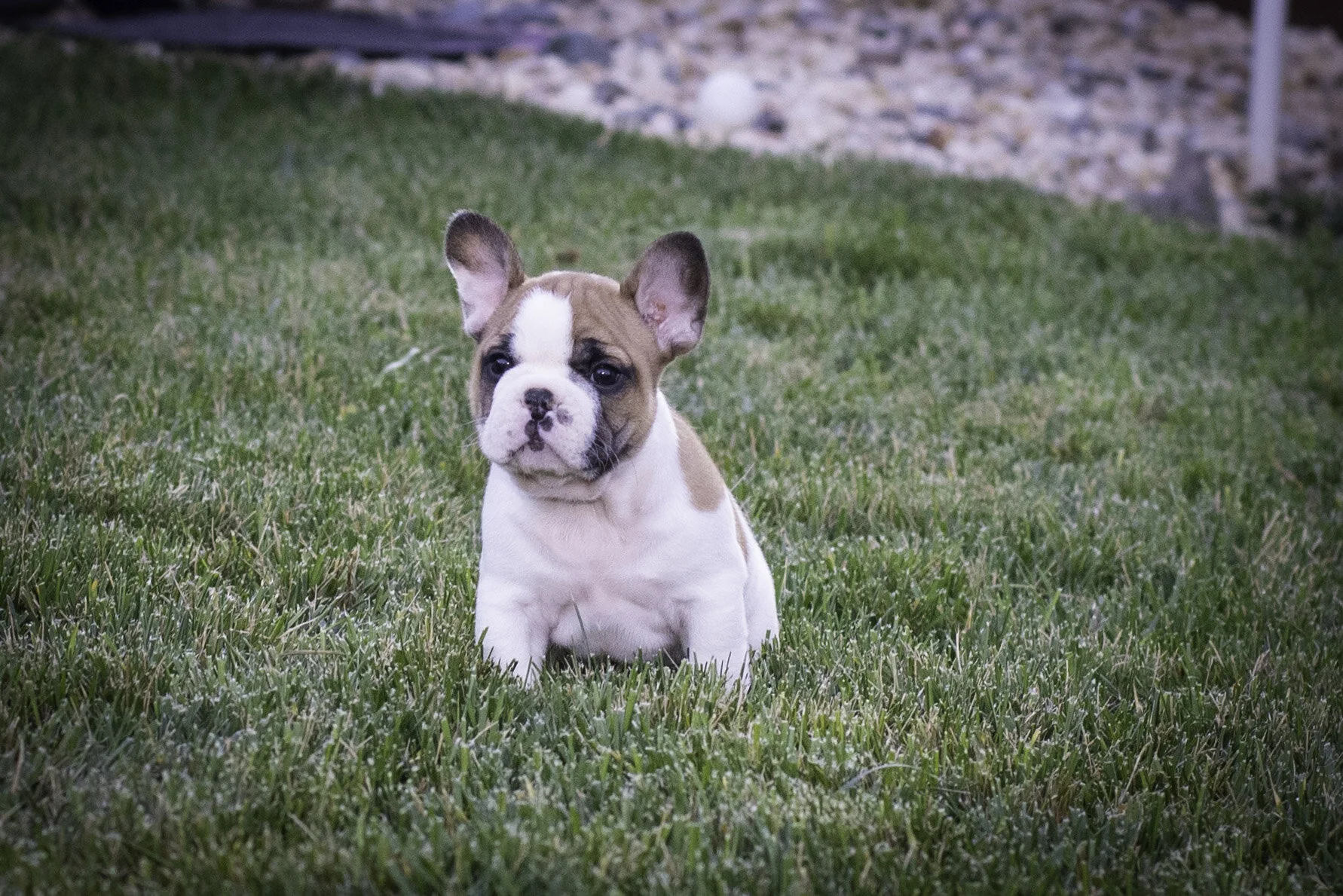 frenchie feb 5 2020 web-18.jpg