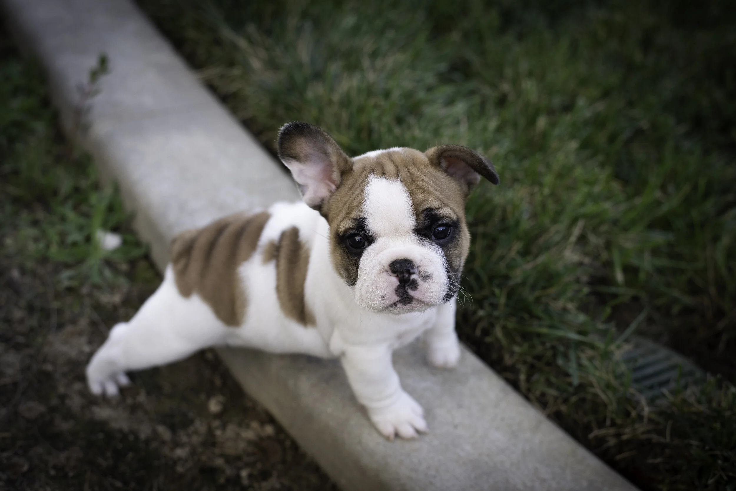 frenchie feb 5 2020 web-41.jpg