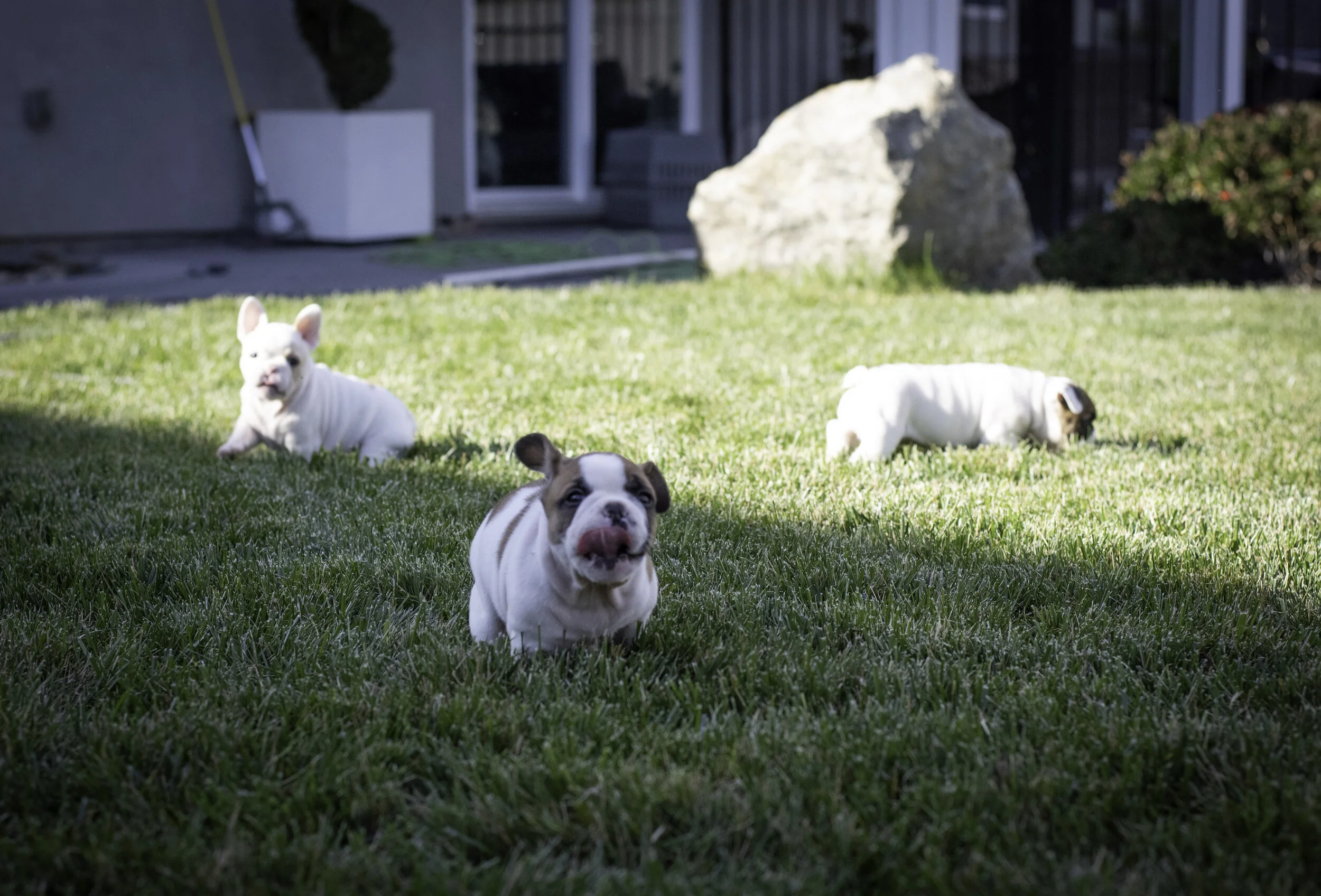 frenchie feb 5 2020 web-22.jpg