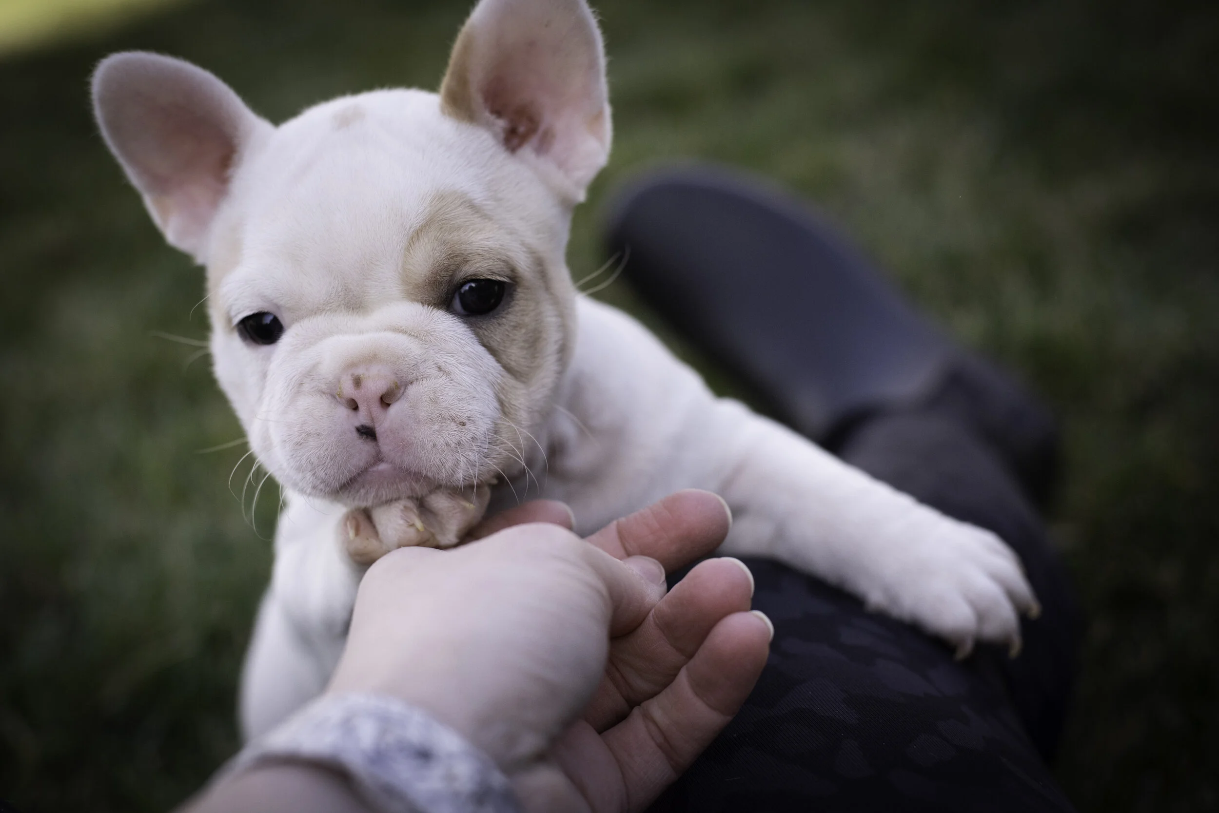 frenchie feb 5 2020 web-34.jpg