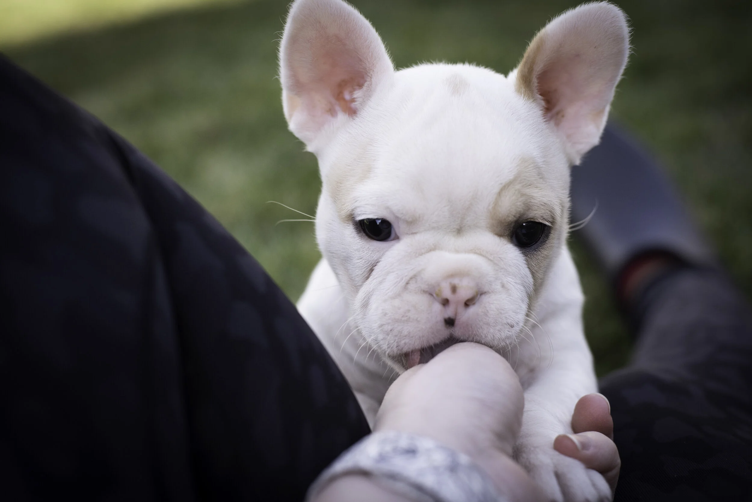 frenchie feb 5 2020 web-35.jpg