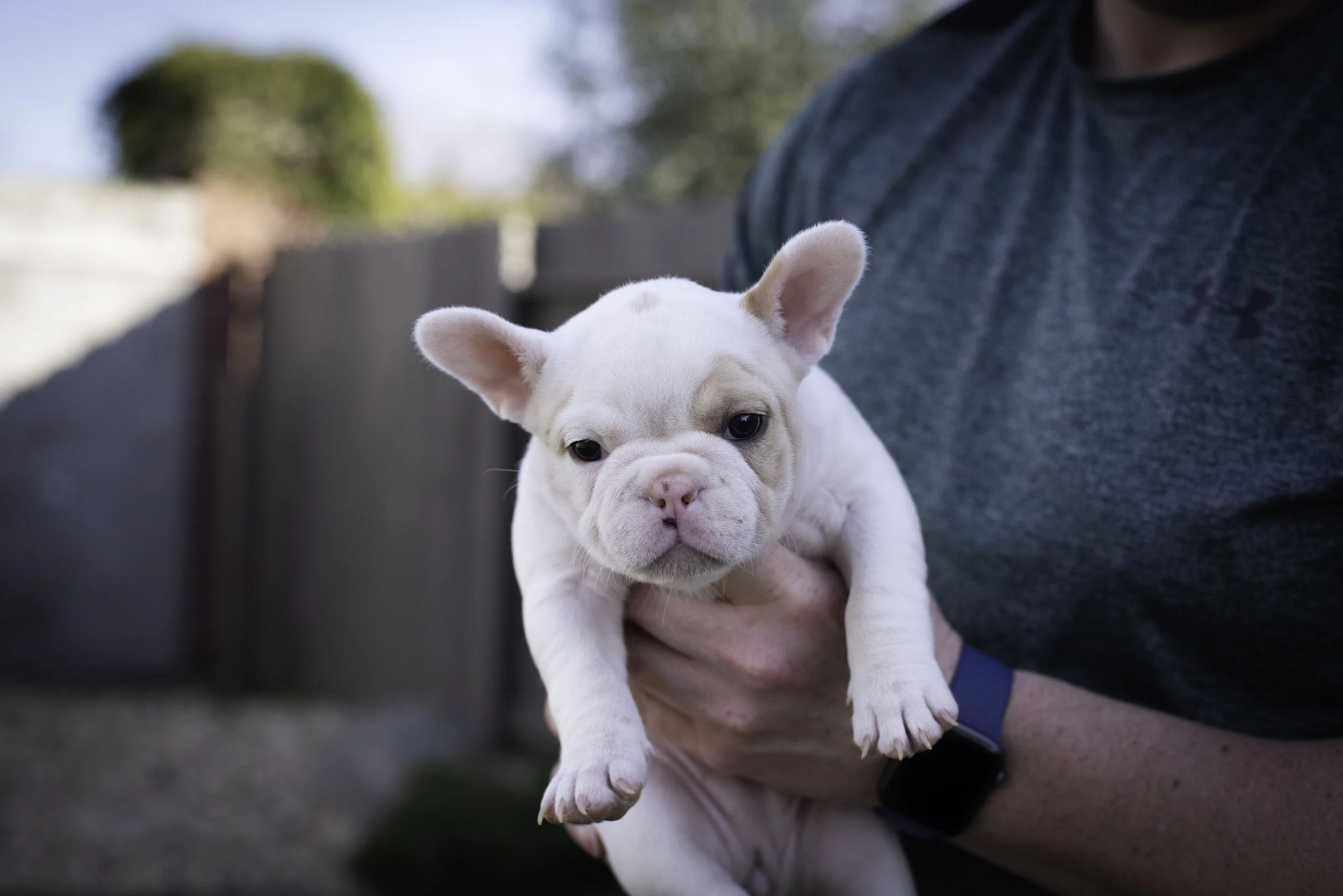 frenchie feb 5 2020 web-48.jpg