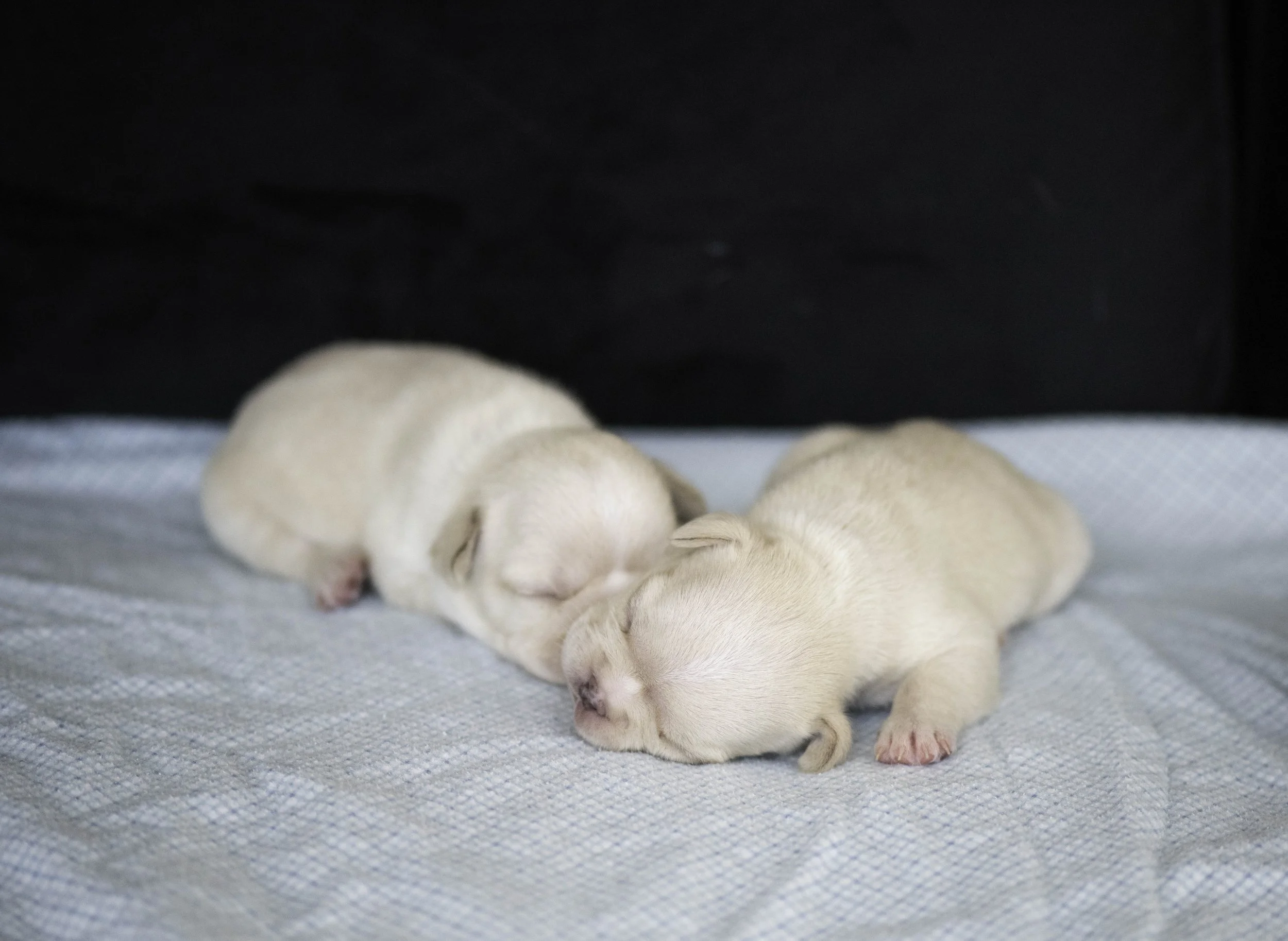 Izzys puppies oct 30 2022 web-2.jpg