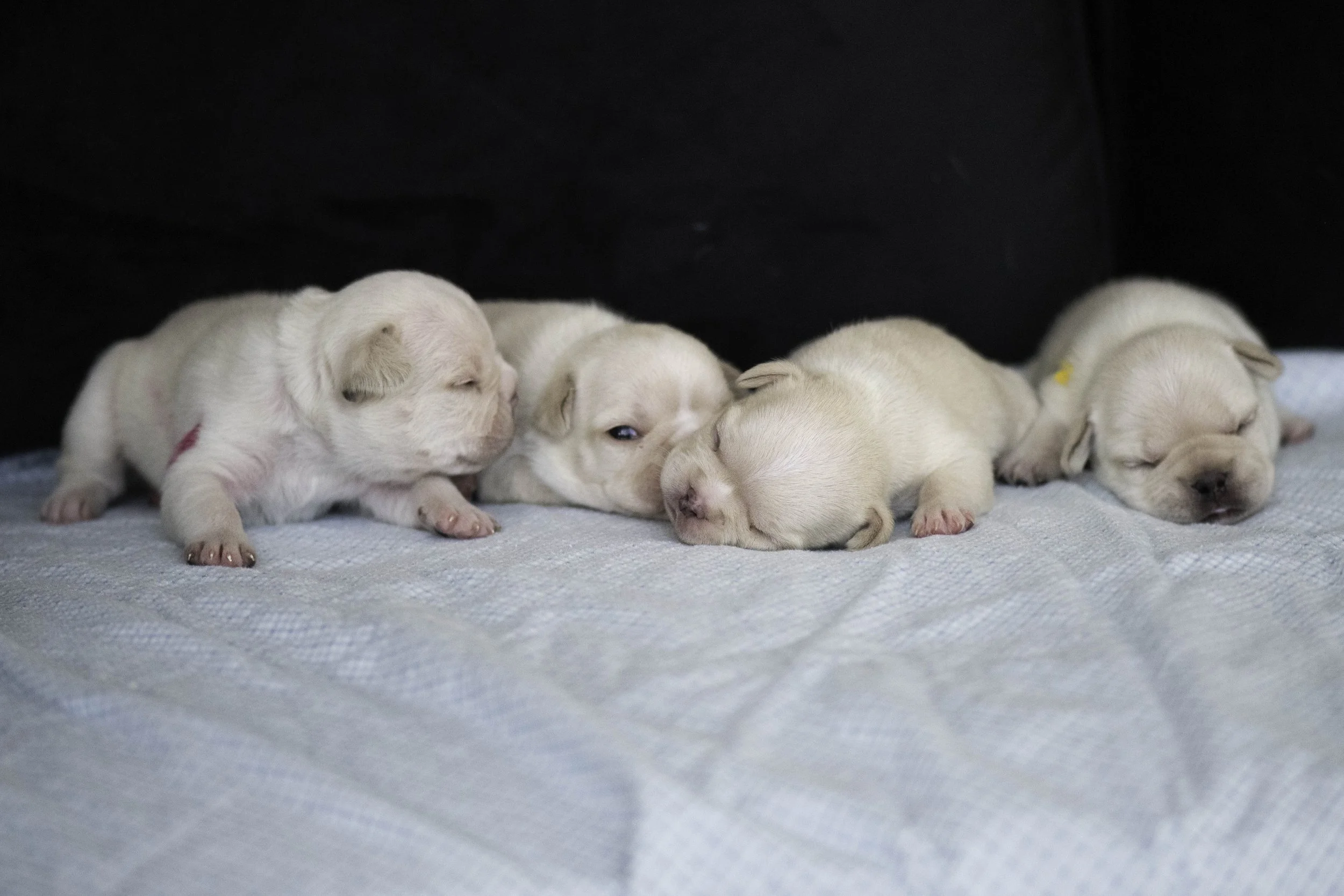 Izzys puppies oct 30 2022 web-4.jpg