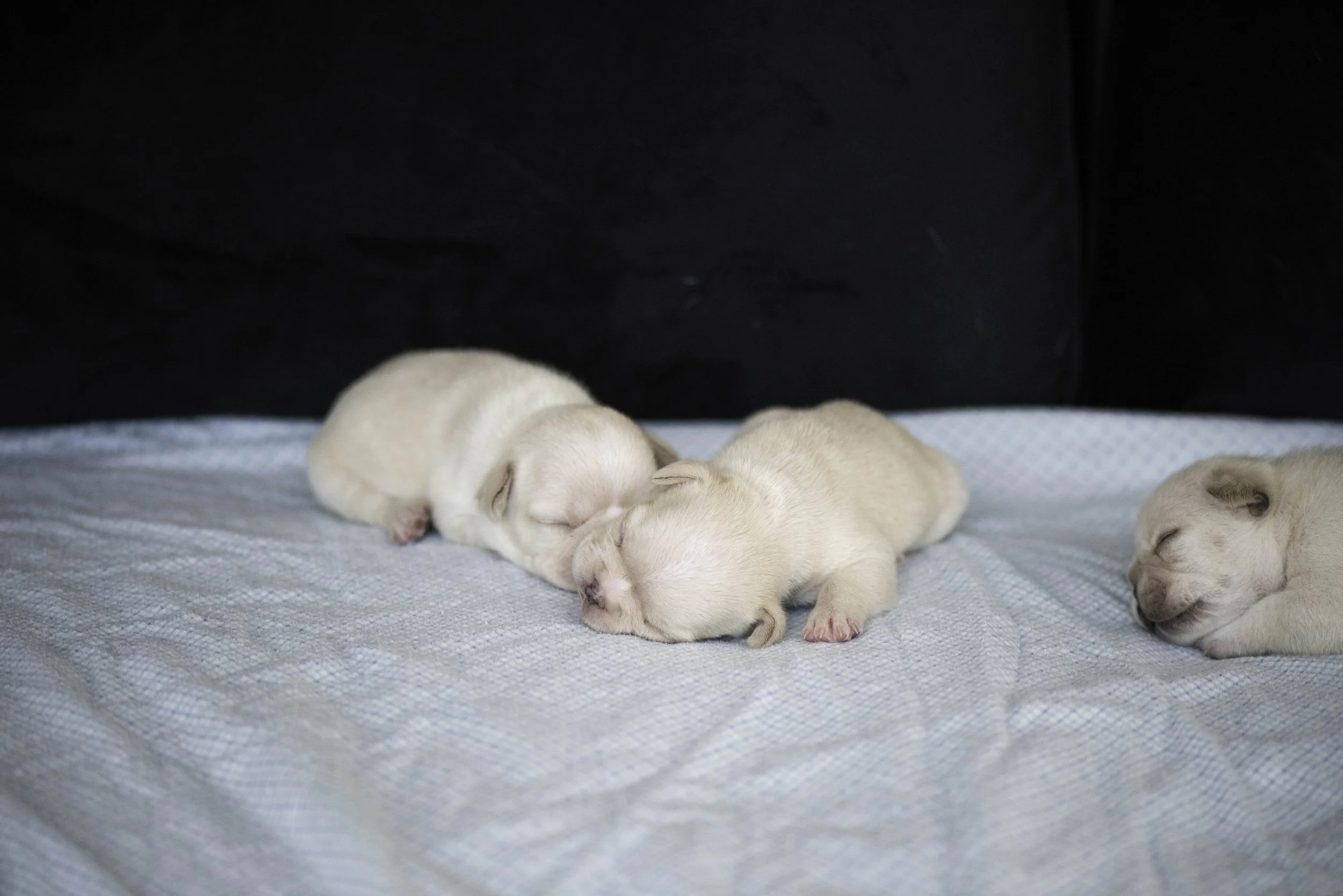 Izzys puppies oct 30 2022 web-3.jpg