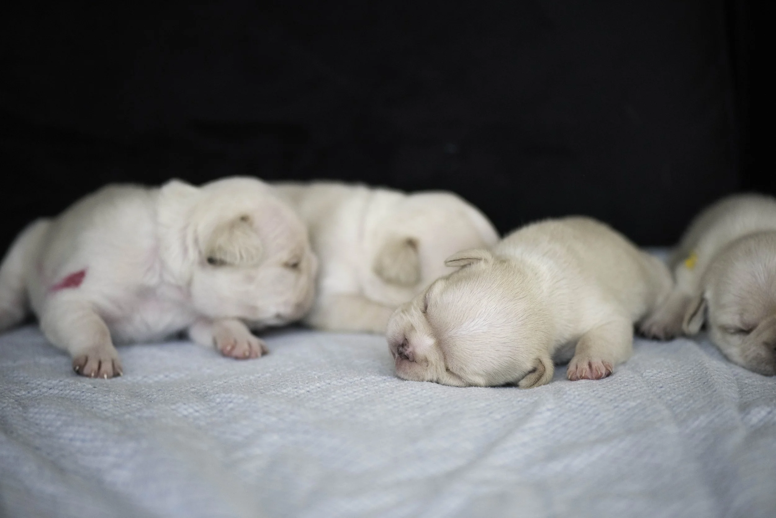 Izzys puppies oct 30 2022 web-7.jpg