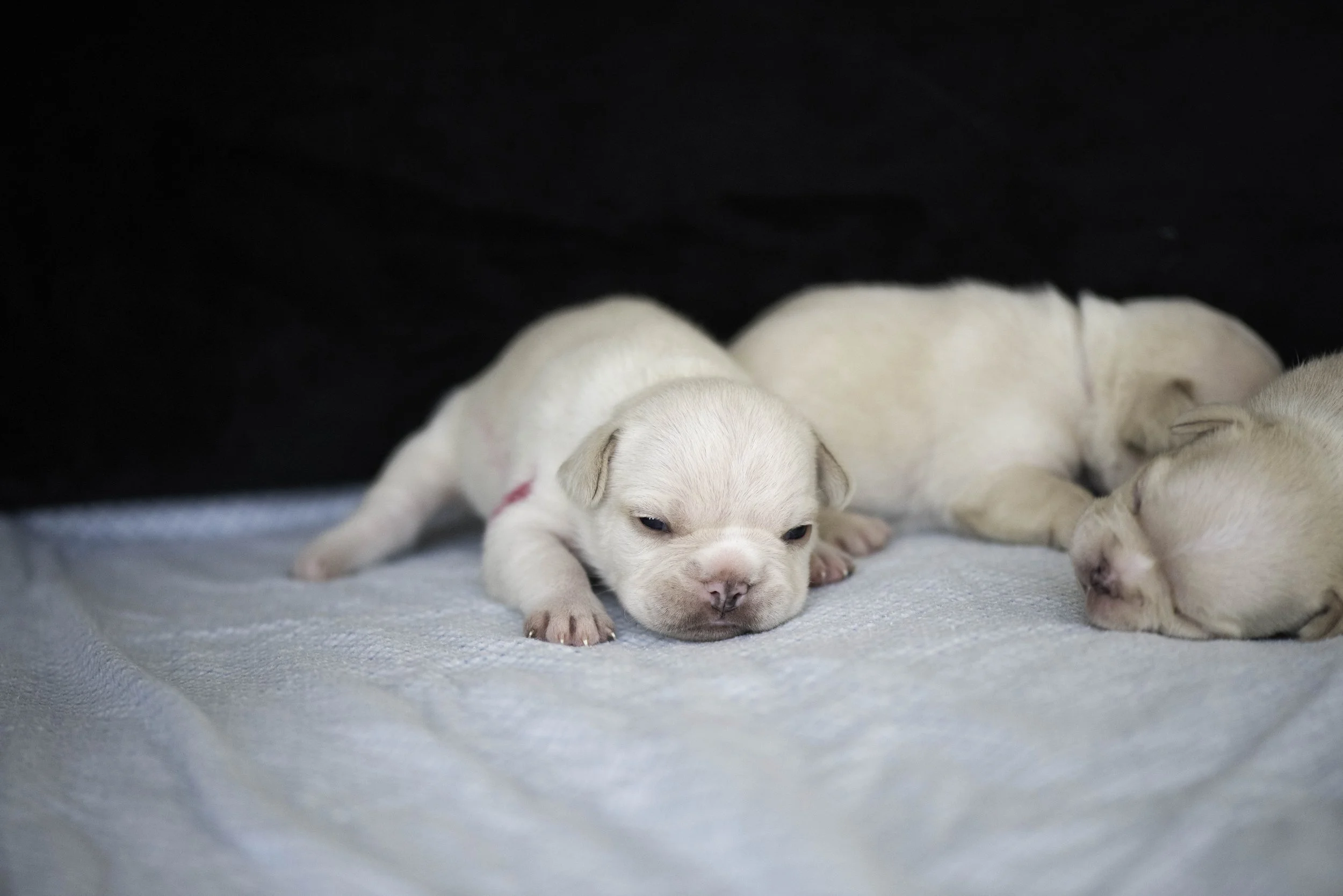 Izzys puppies oct 30 2022 web-8.jpg