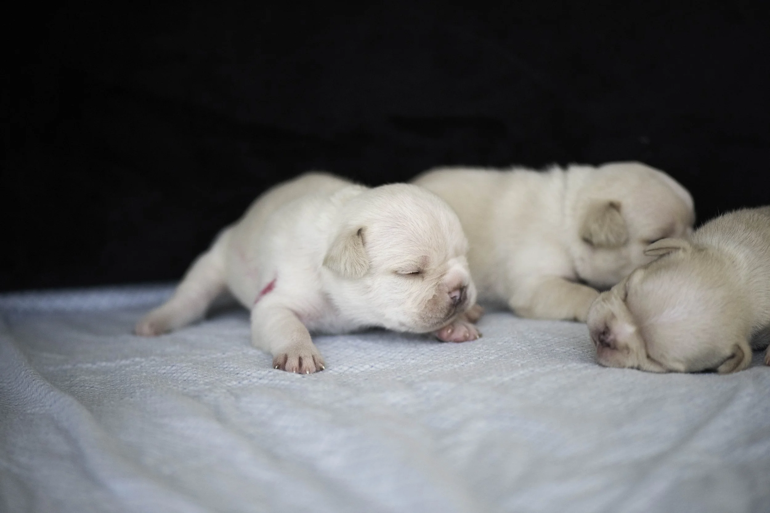 Izzys puppies oct 30 2022 web-9.jpg