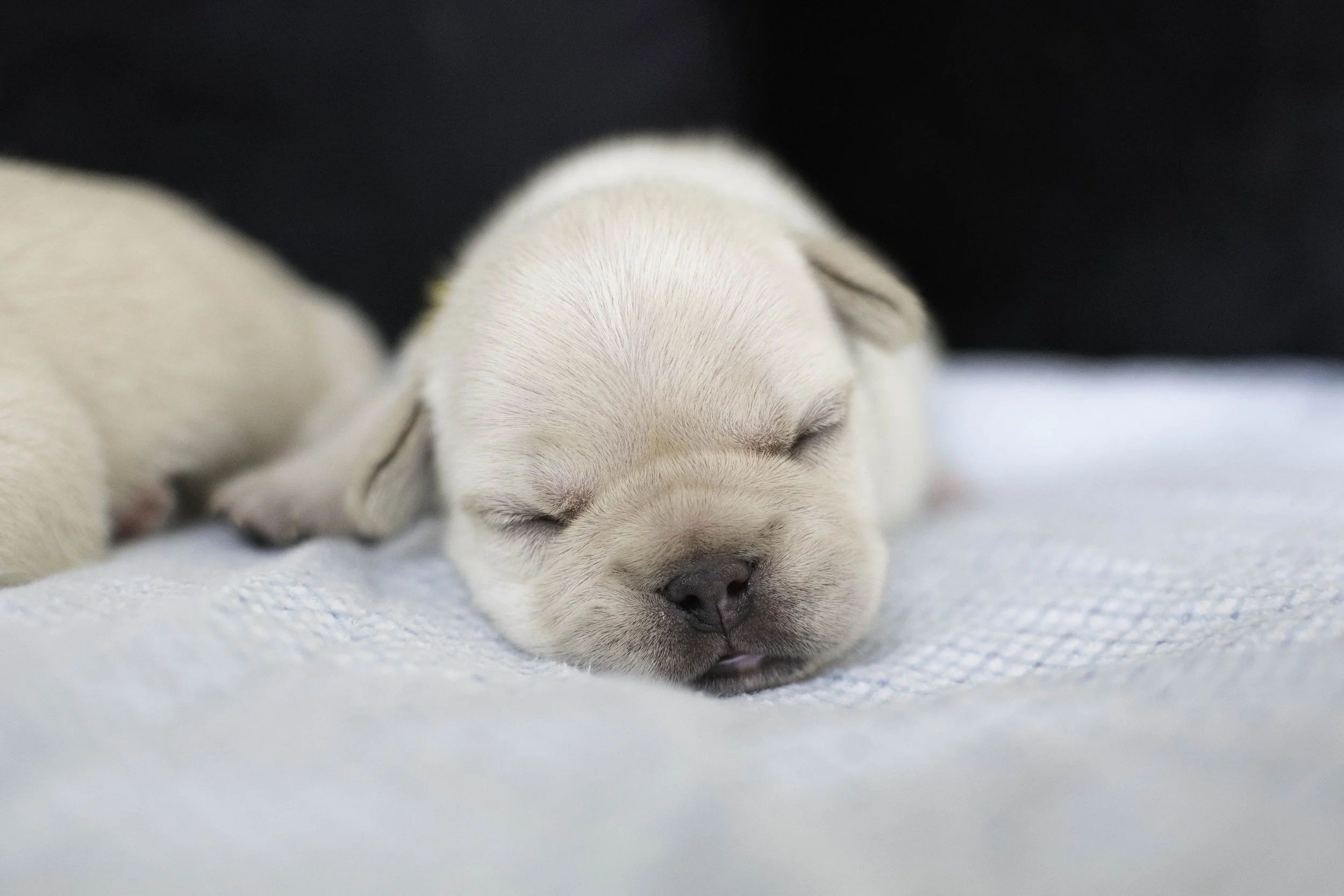 Izzys puppies oct 30 2022 web-11.jpg