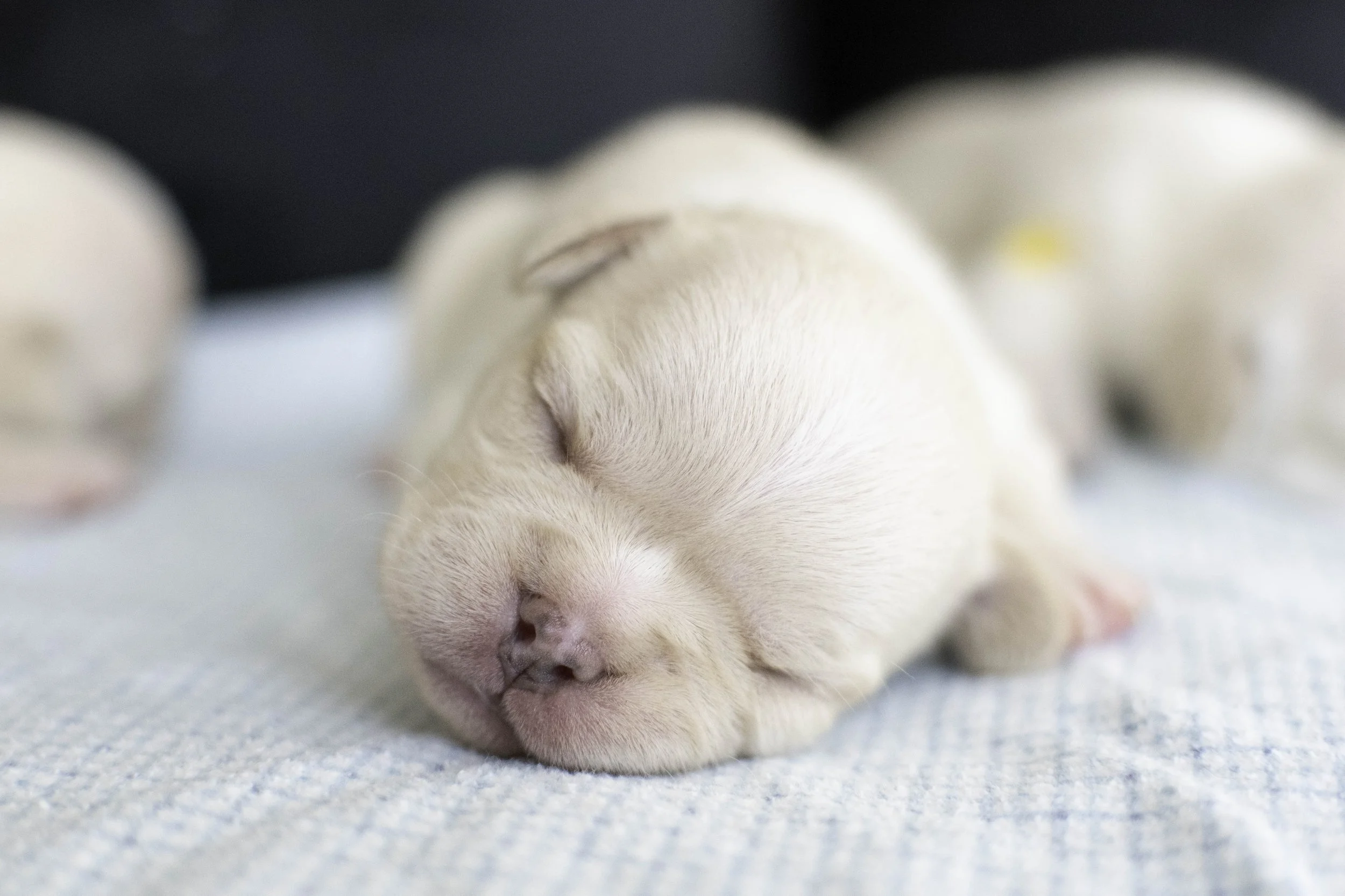 Izzys puppies oct 30 2022 web-12.jpg