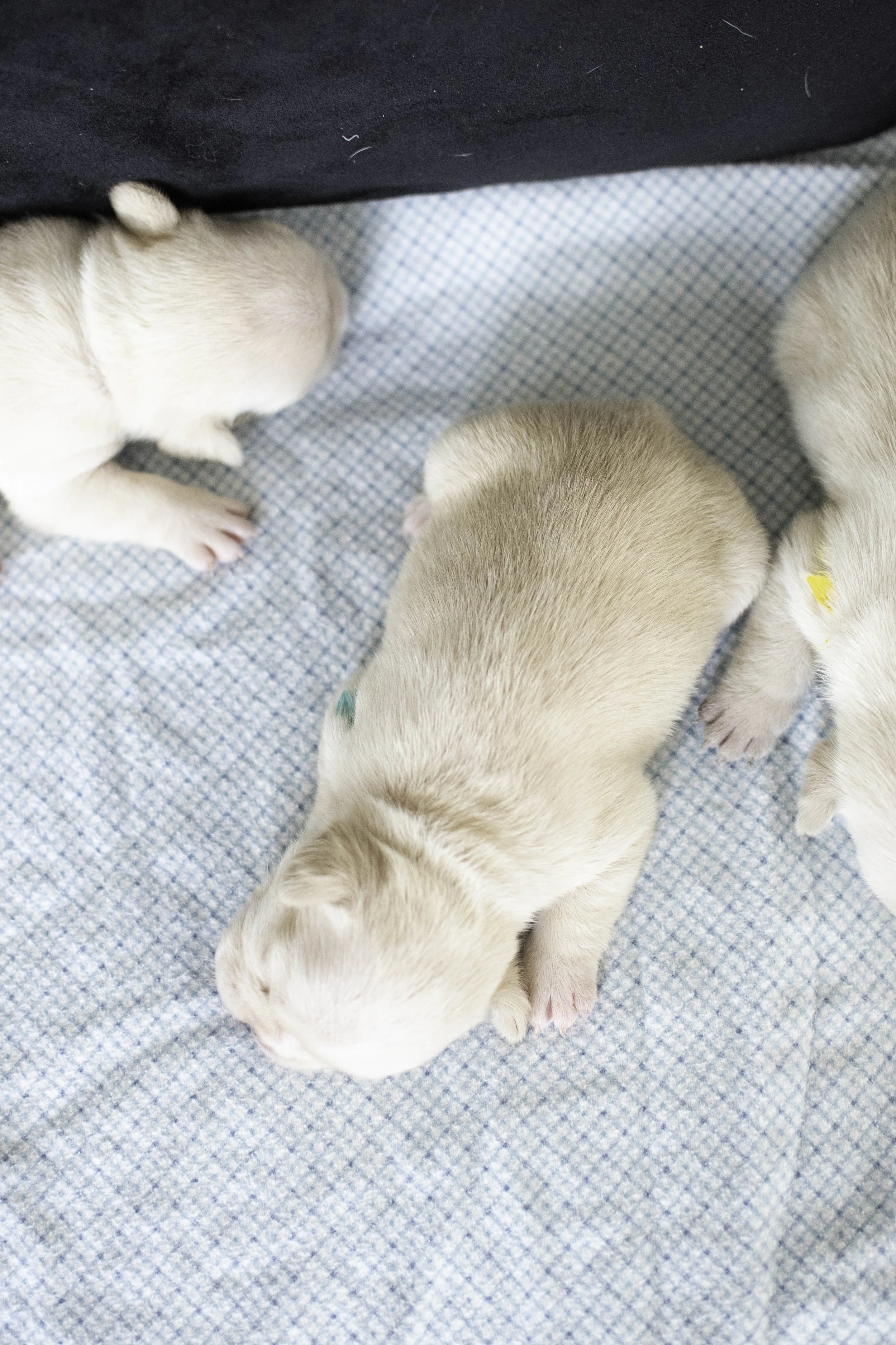 Izzys puppies oct 30 2022 web-13.jpg