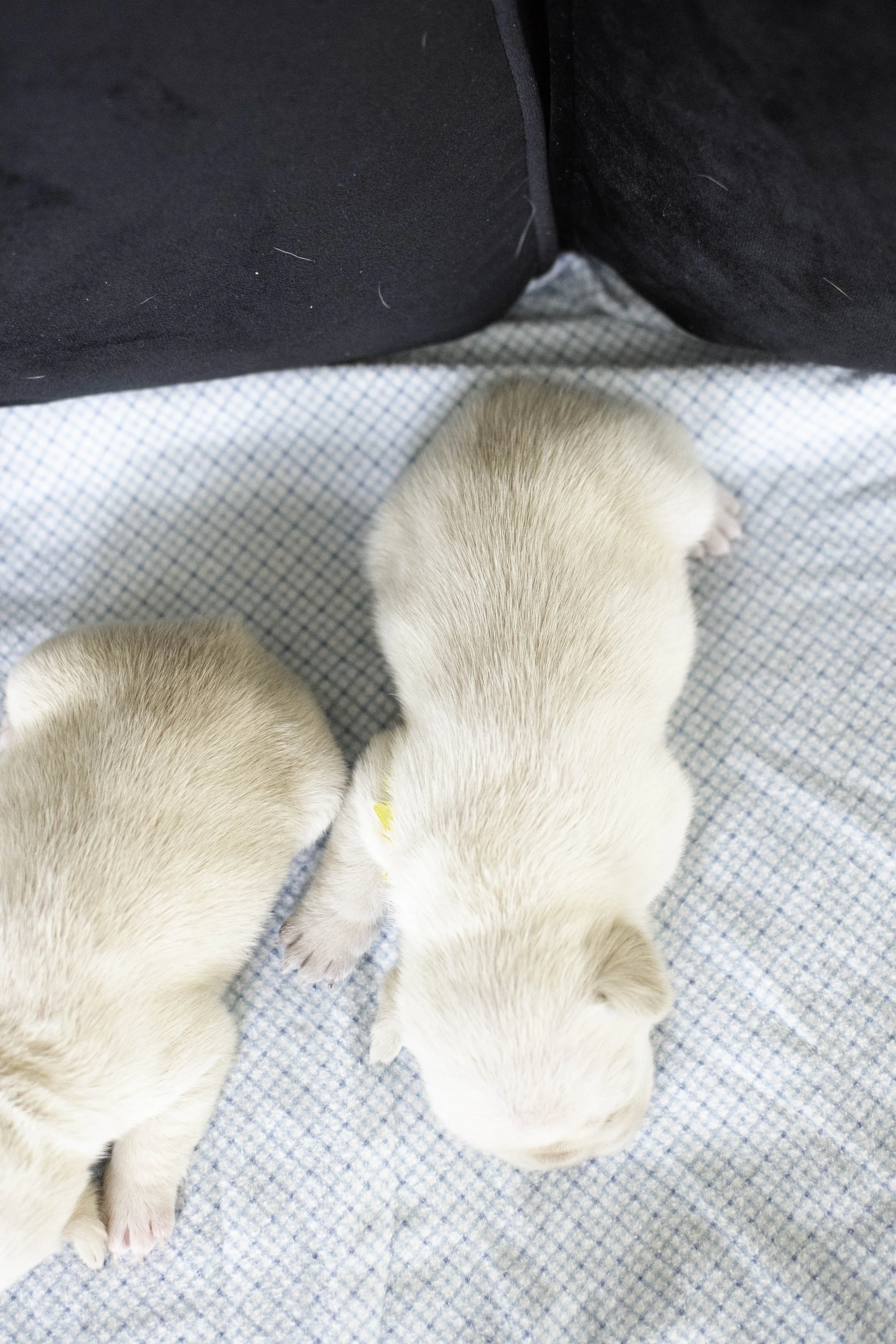 Izzys puppies oct 30 2022 web-14.jpg