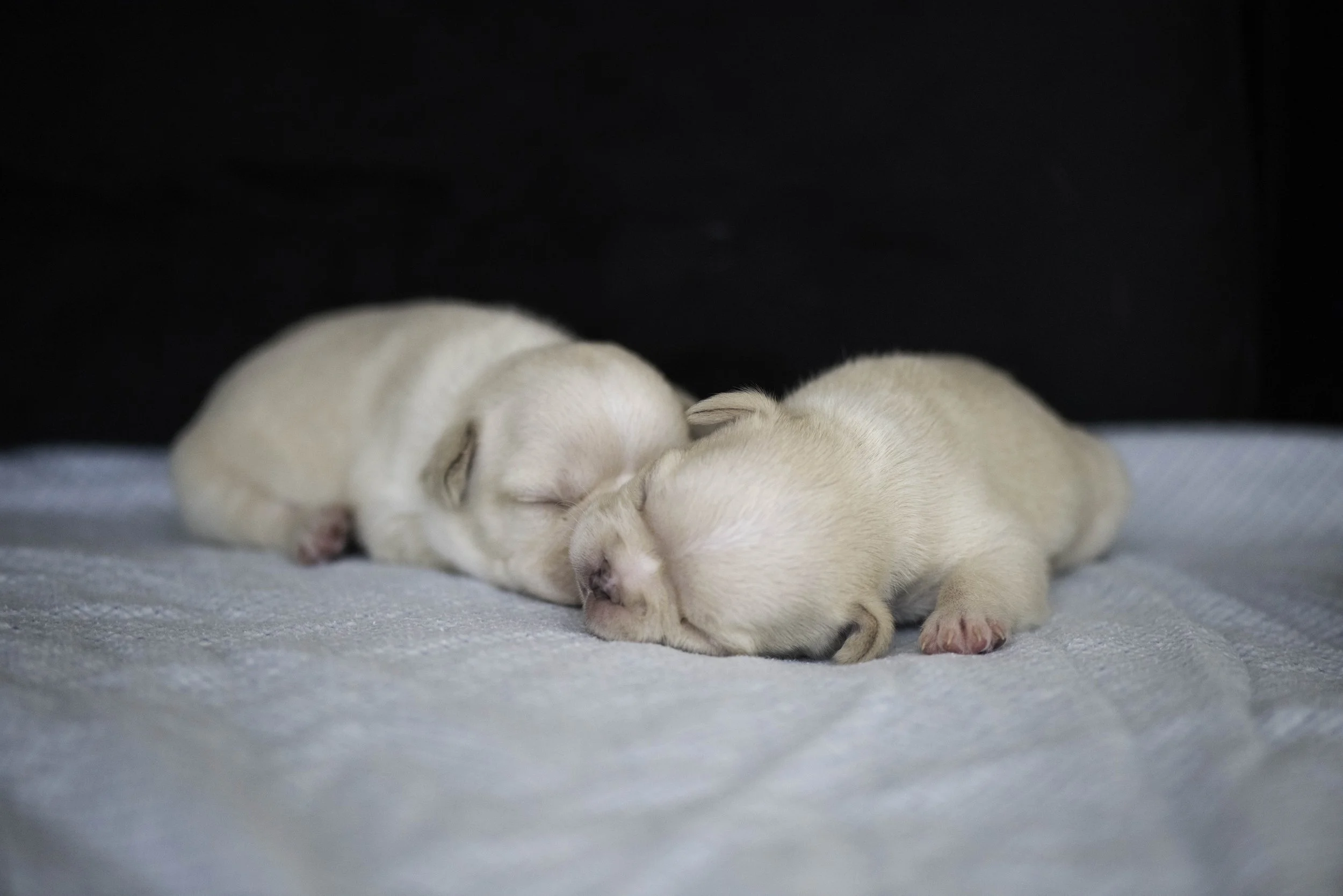 Izzys puppies oct 30 2022 web.jpg