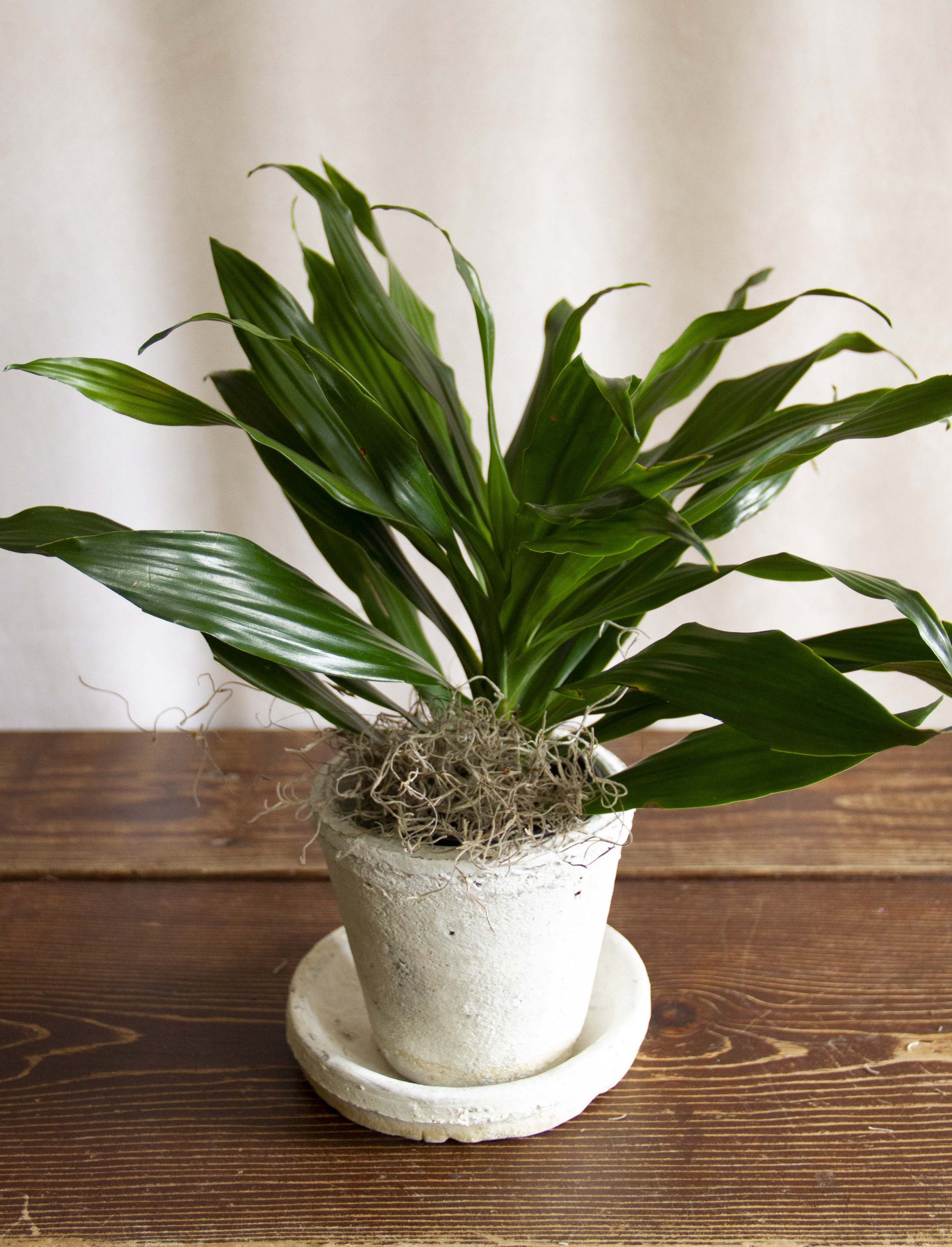 45 Potted houseplant_dracaena low res.jpg