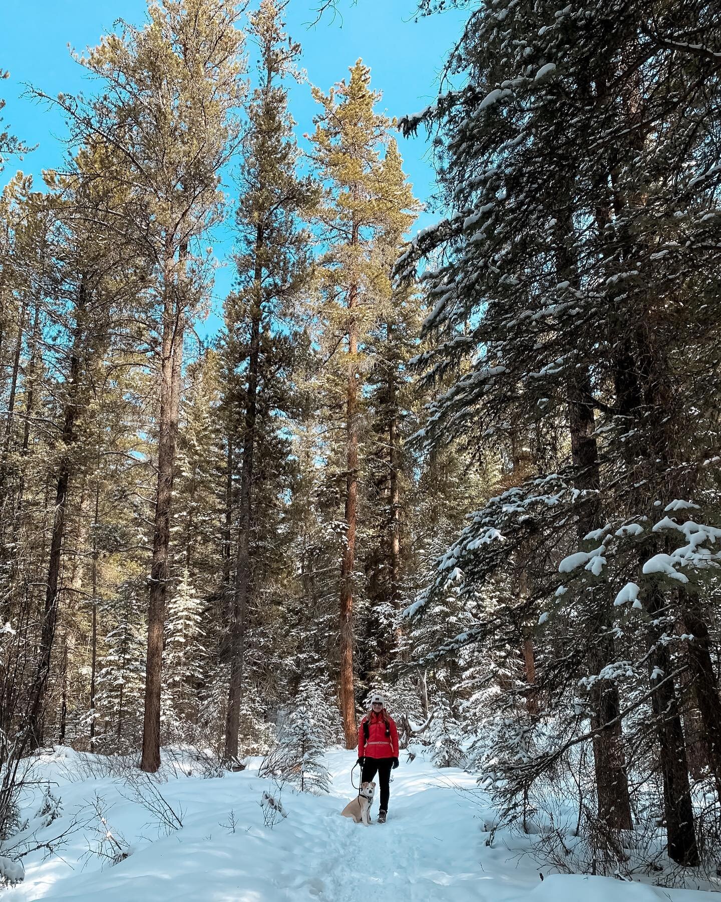 Days like today remind me that moving here was a great life decision 🌲❄️🏔🤍
&bull;
&bull;
&bull;
#hikealberta #hikecanada #canadianrockies #winterhike #mountainlife #choosemountains #albertadventuregirls #womenwhohike #womenwhoexplore #dogsofinstag