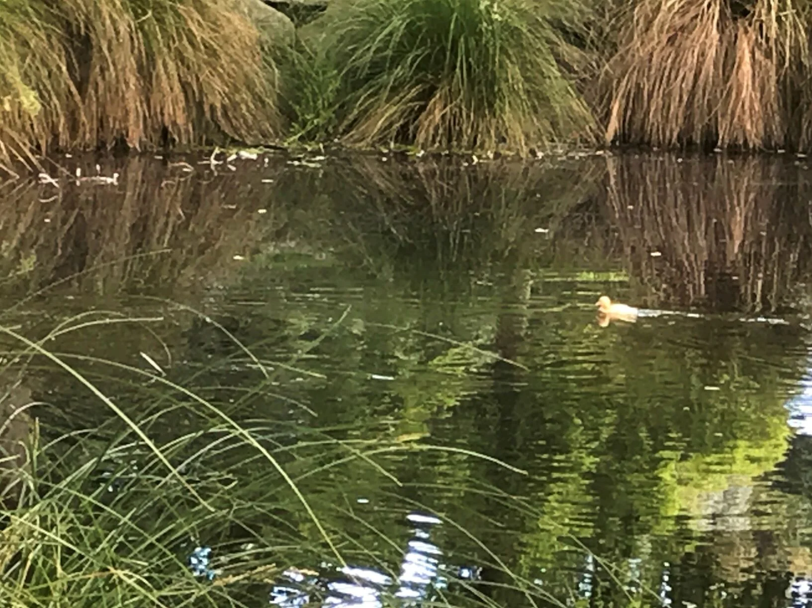 The Demon-Possessed Man Healed (Part Three)