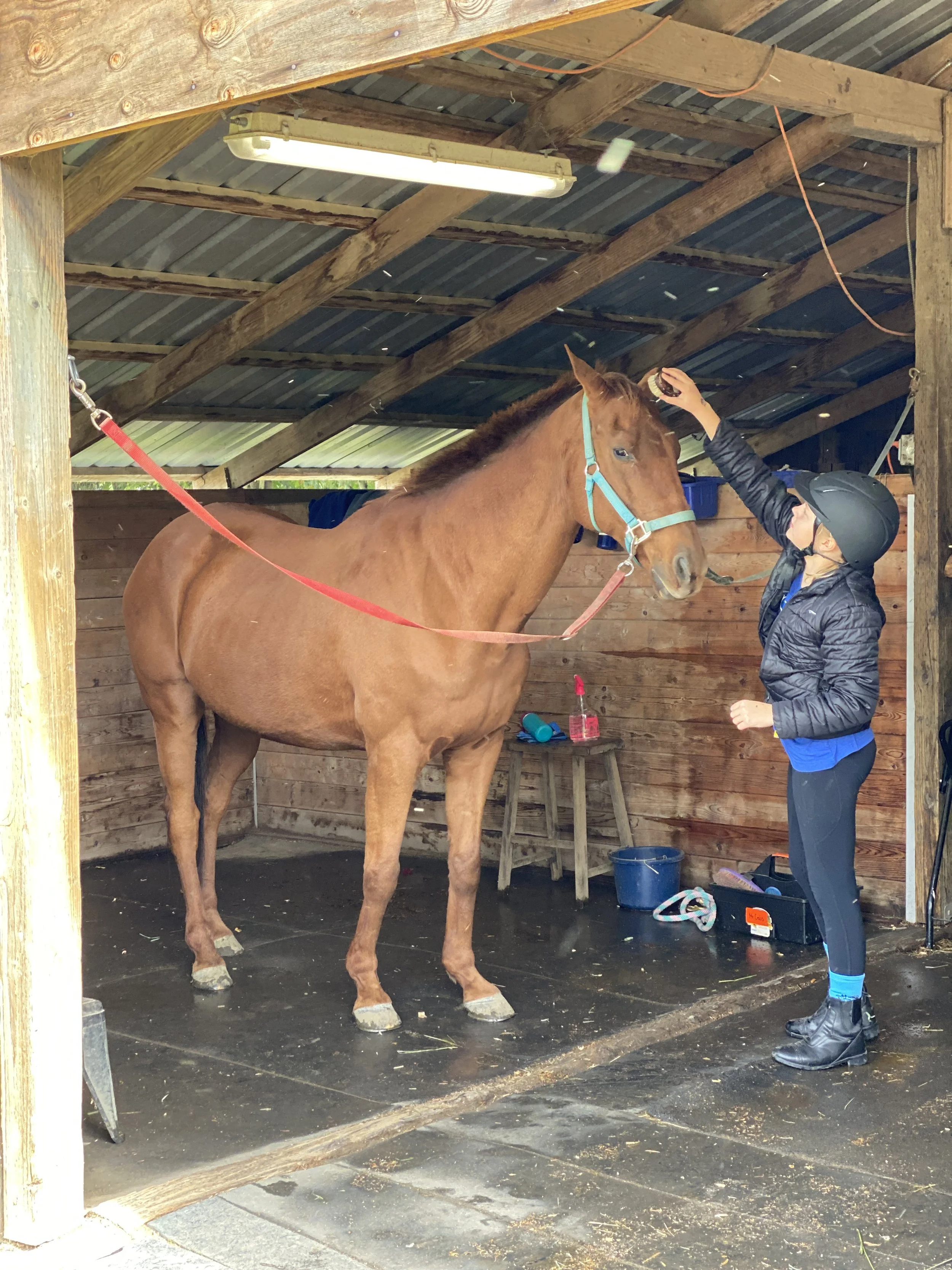 Intro to Horses 101 — RockMeadow Equestrian Center